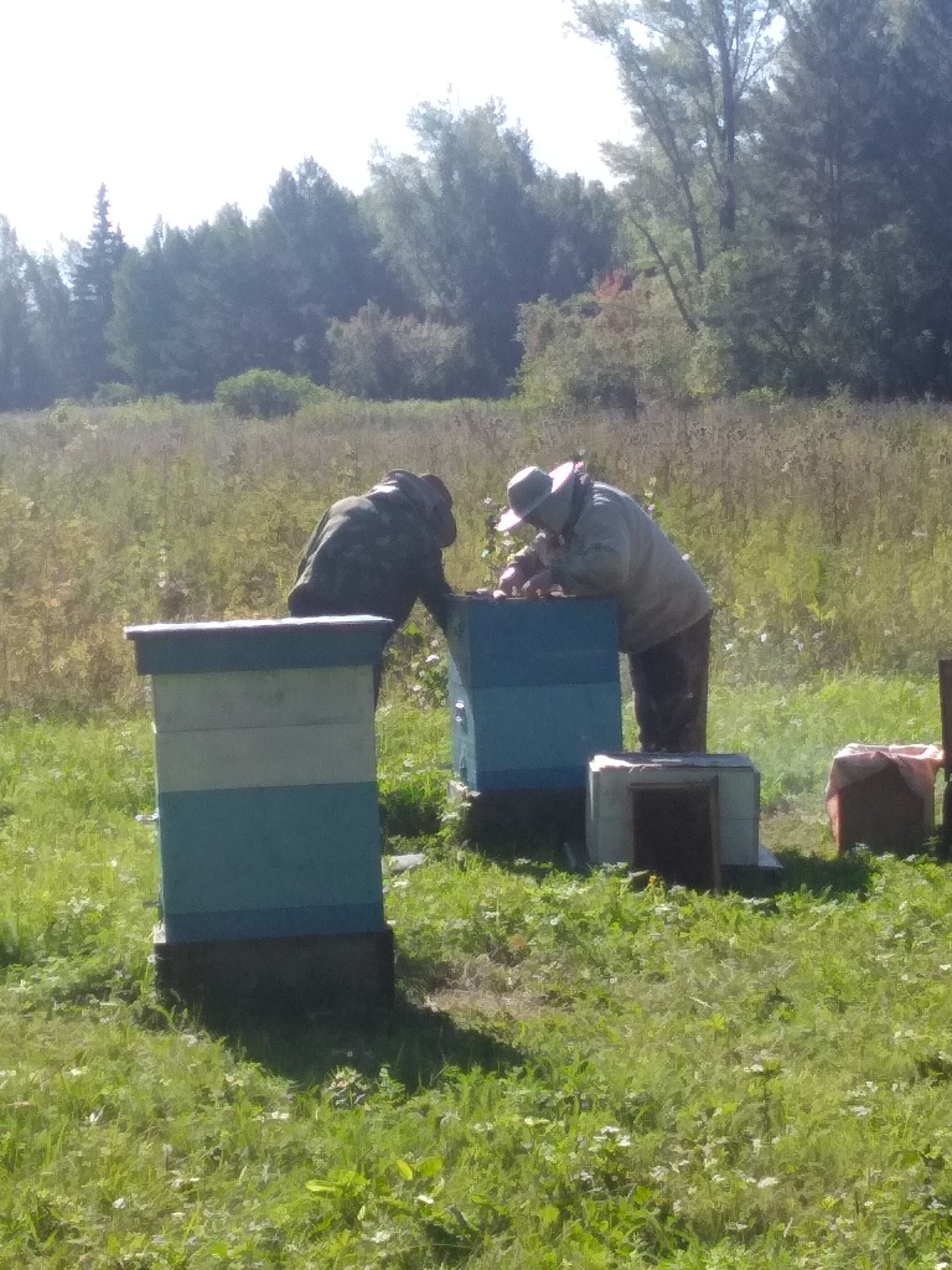 Collecting honey in a small apiary in Siberia - My, Friday tag is mine, Honey, Bees, Longpost