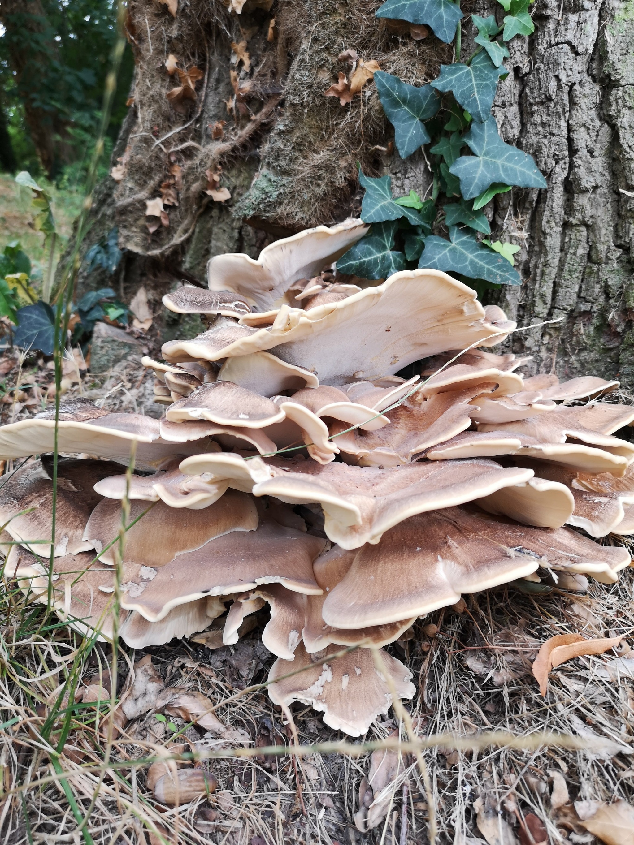 Grifola curly - My, Mushrooms, France, The photo, Forest, Grifola curly, Longpost