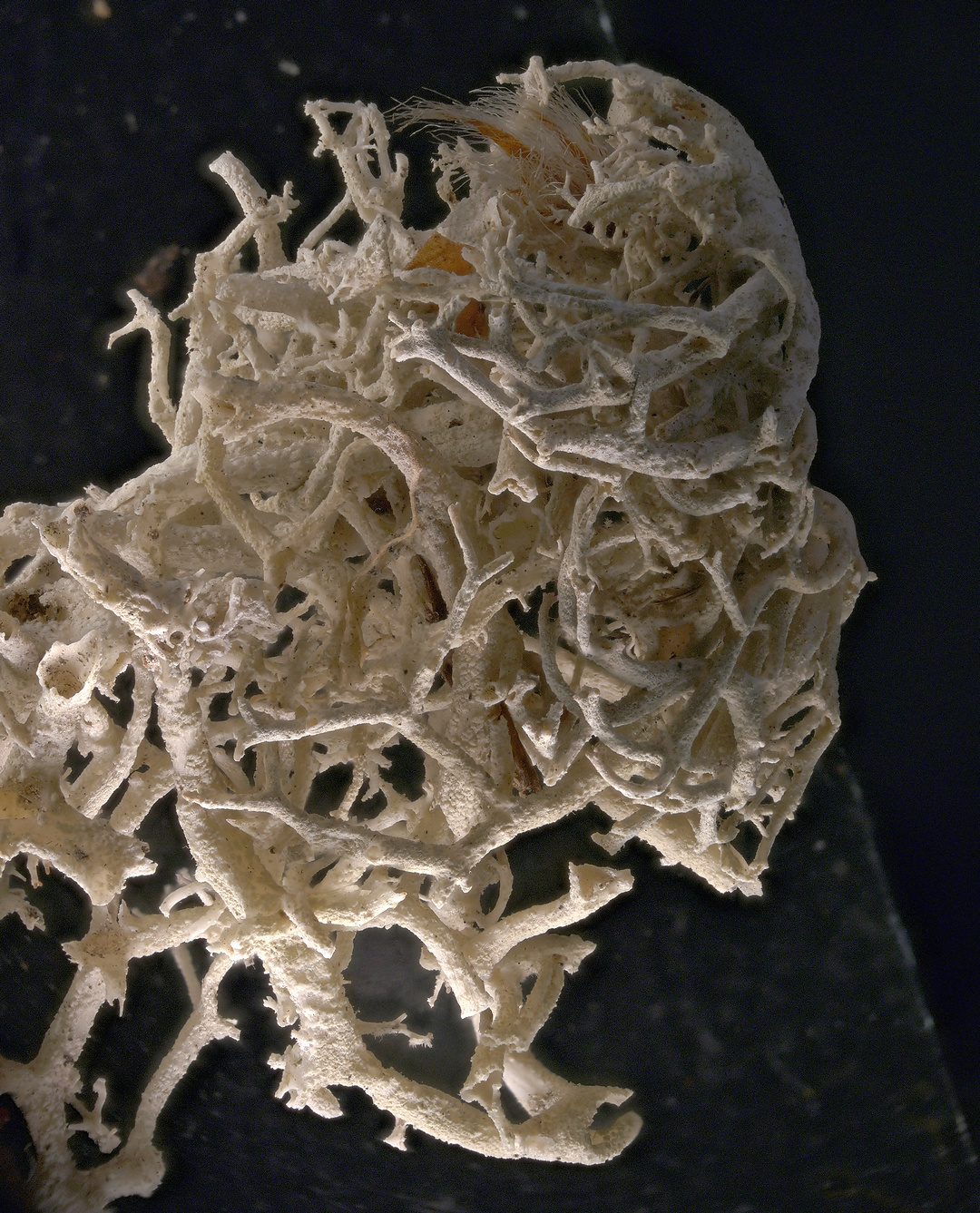 Nervous system - My, Macro photography, Microfilming, Lichen, Microscope