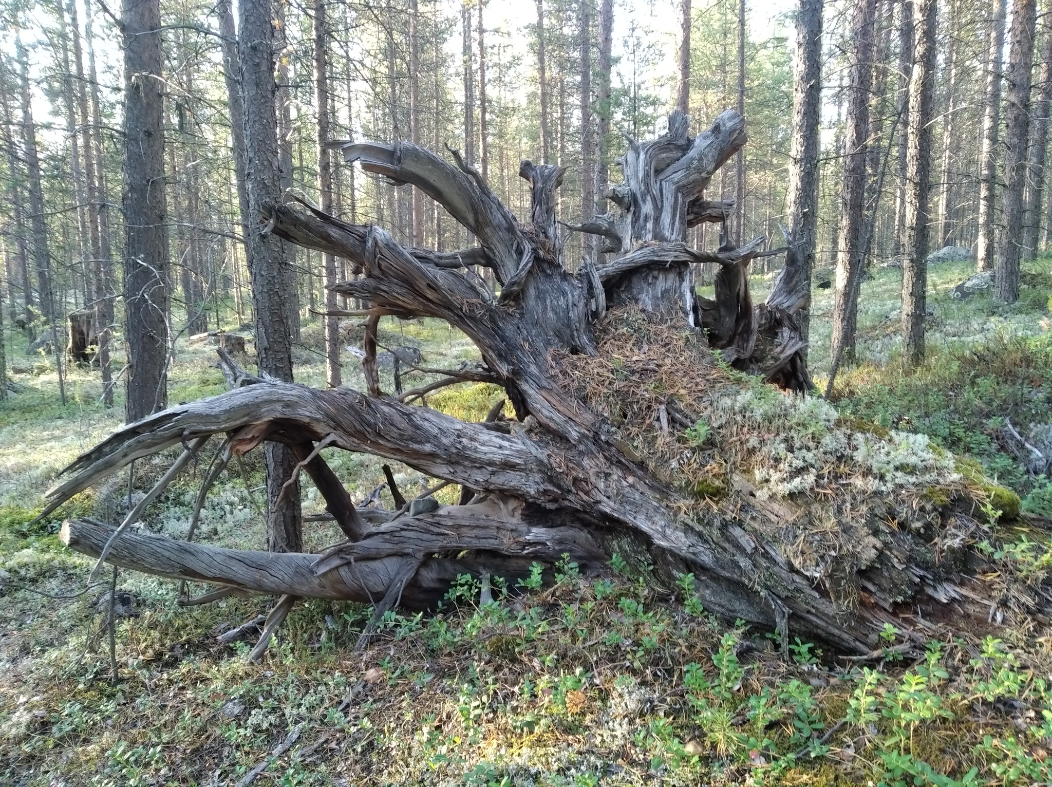 Лес, коряги, камни - Моё, Фотография, Лес, Длиннопост