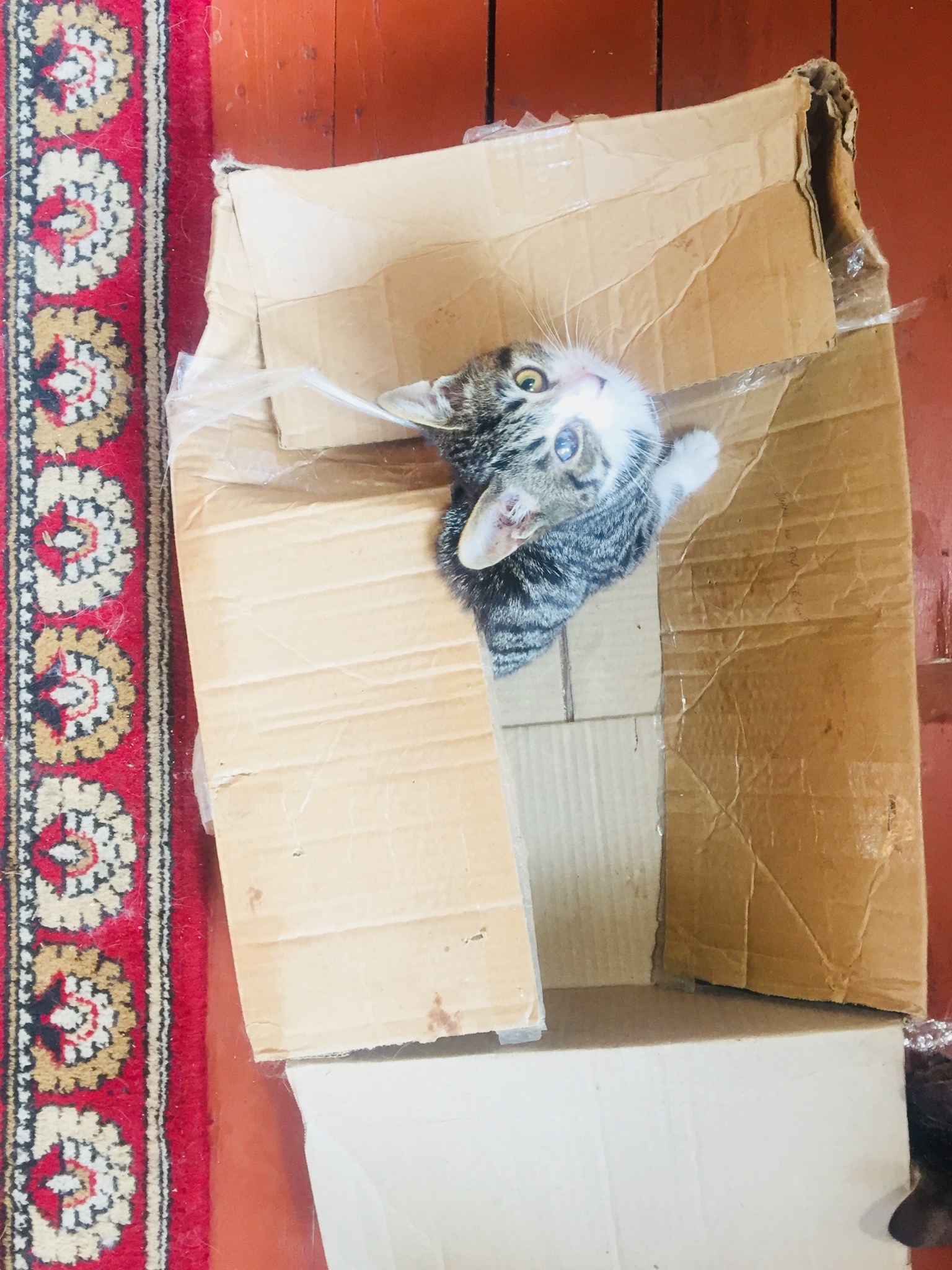 Adventures of a box in my house - My, cat, Kittens, Box, Box and cat, Longpost