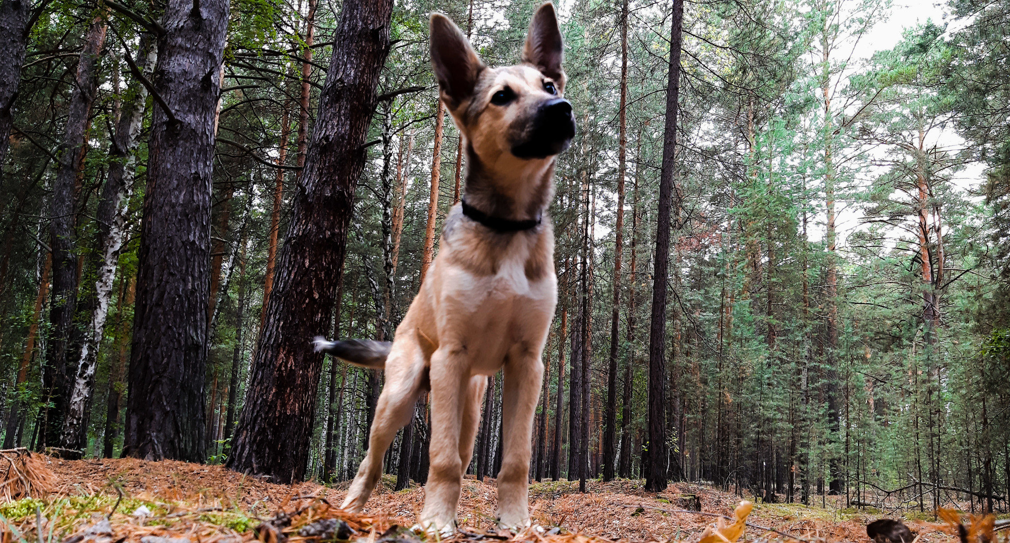 There should be an interesting title here - My, Mound, Forest, Nature, Dog, Friend of human, Walk, Lizard, Longpost