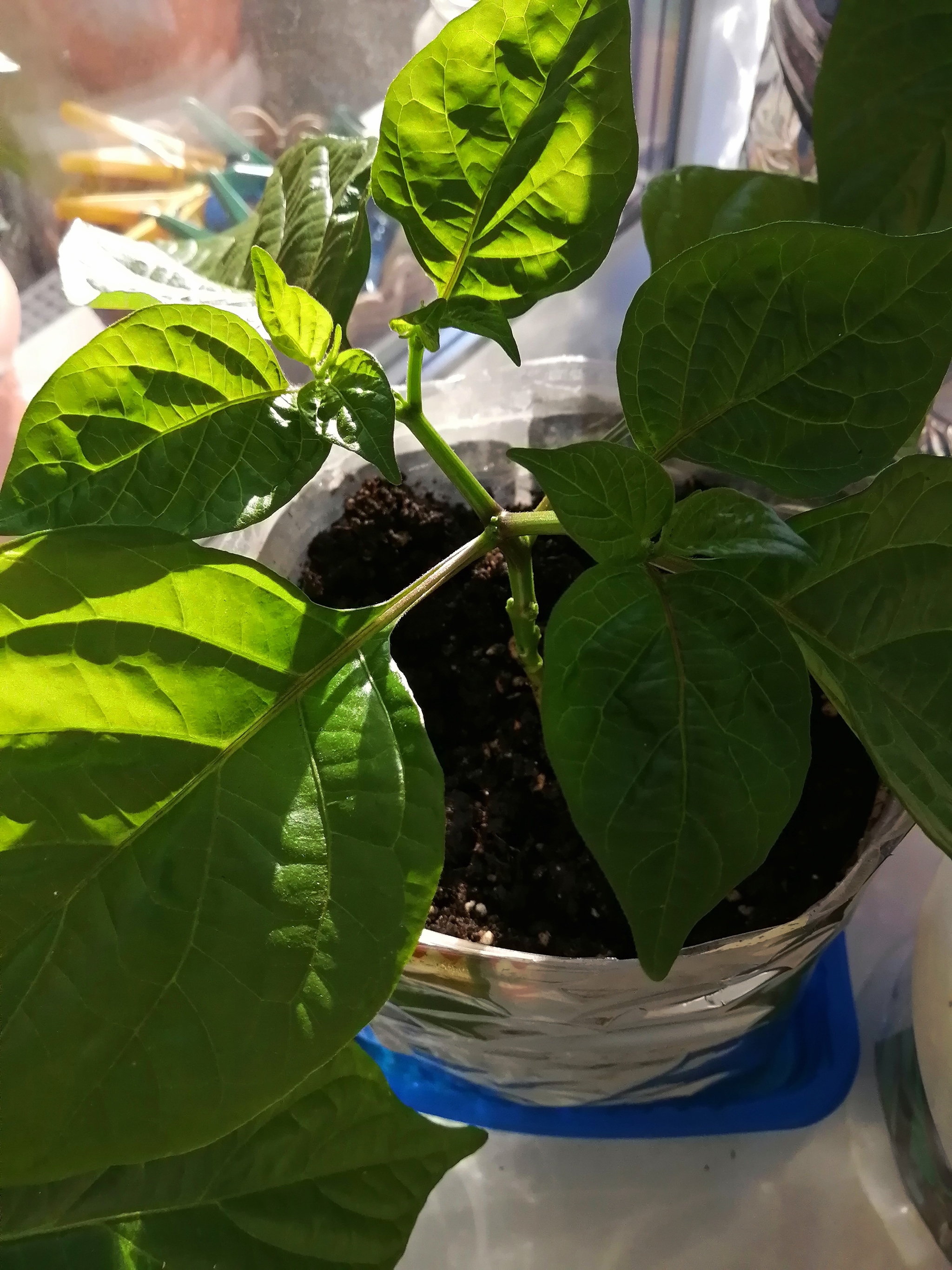 Question for experienced pepper growers - My, Pepper farming, Hot peppers, Growing, Question, Longpost