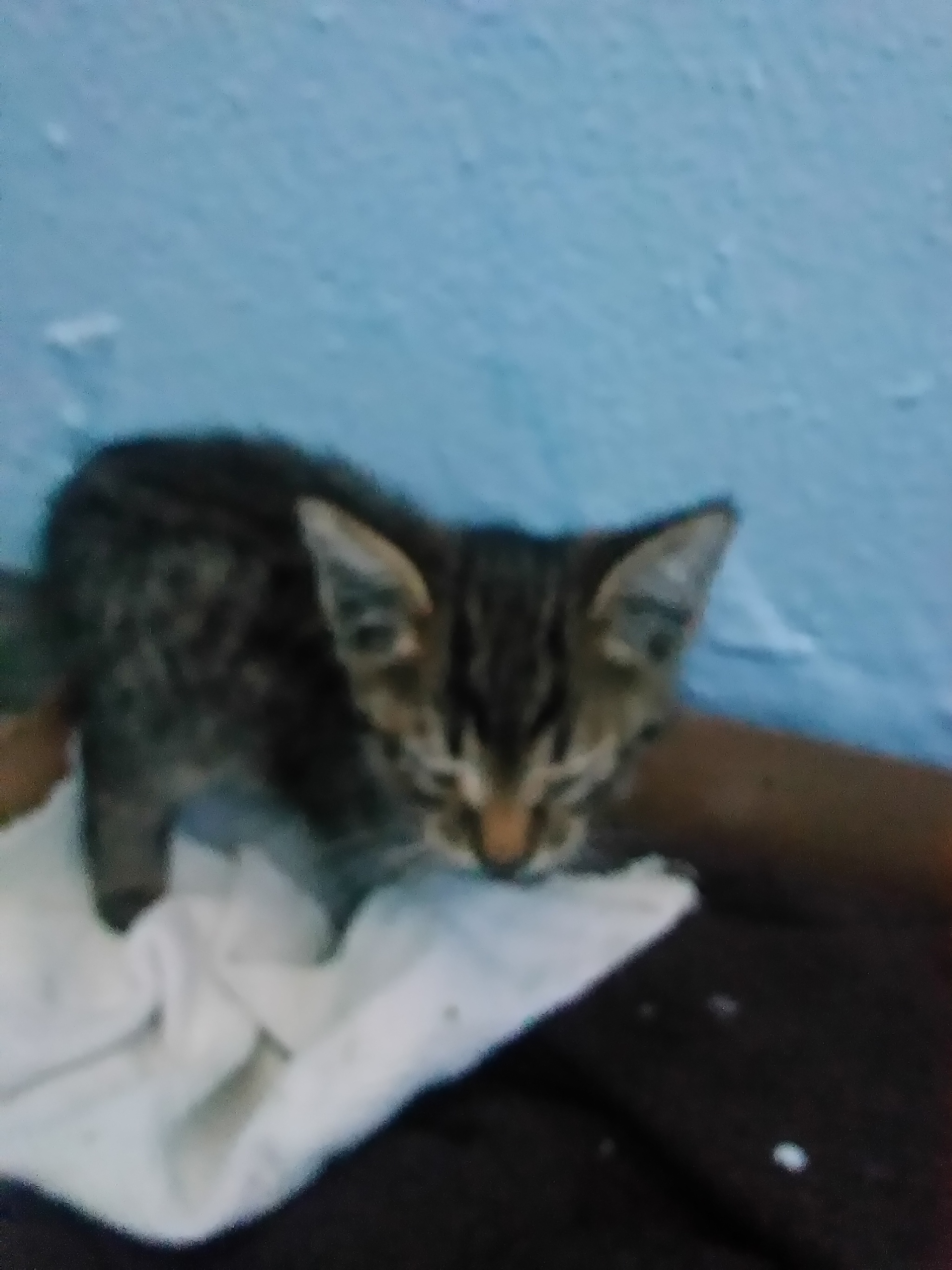 Urgently! Need to adopt a kitten! - Help, Shelter, No rating, Longpost, cat, Kittens, In good hands