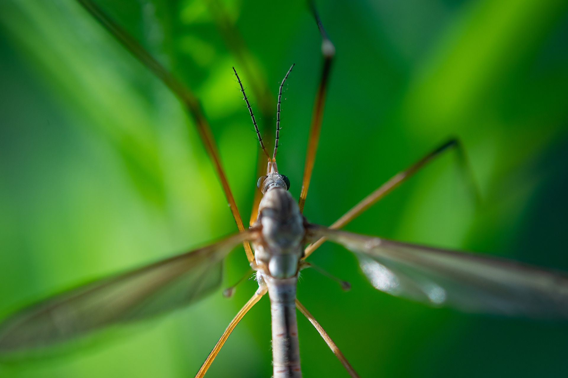 Macro on the “reverse”, the lens attached to the camera in reverse - My, Nikon d5300, Macro photography, Macro, Hobby, Longpost, Insects