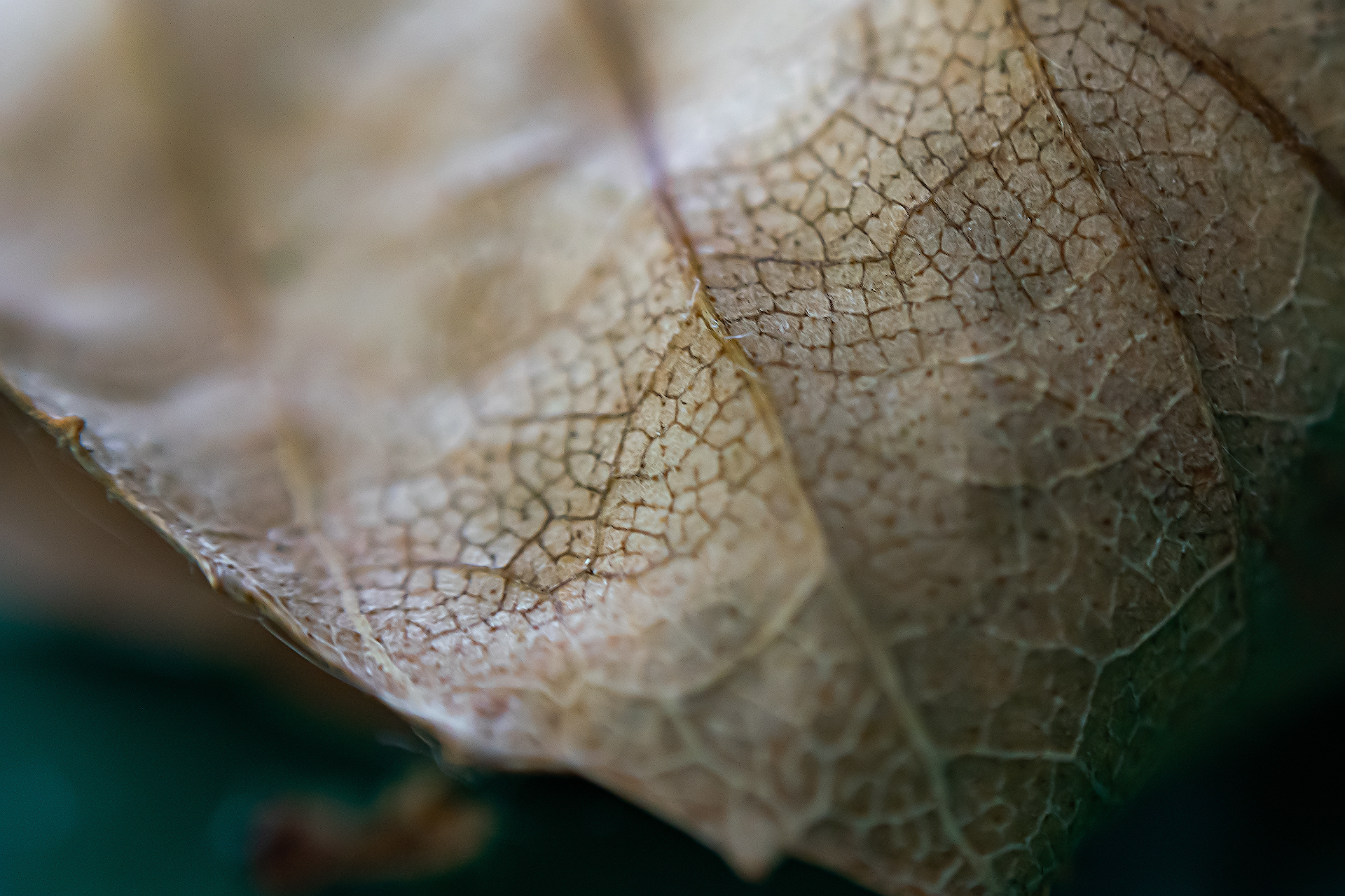 Macro on the “reverse”, the lens attached to the camera in reverse - My, Nikon d5300, Macro photography, Macro, Hobby, Longpost, Insects