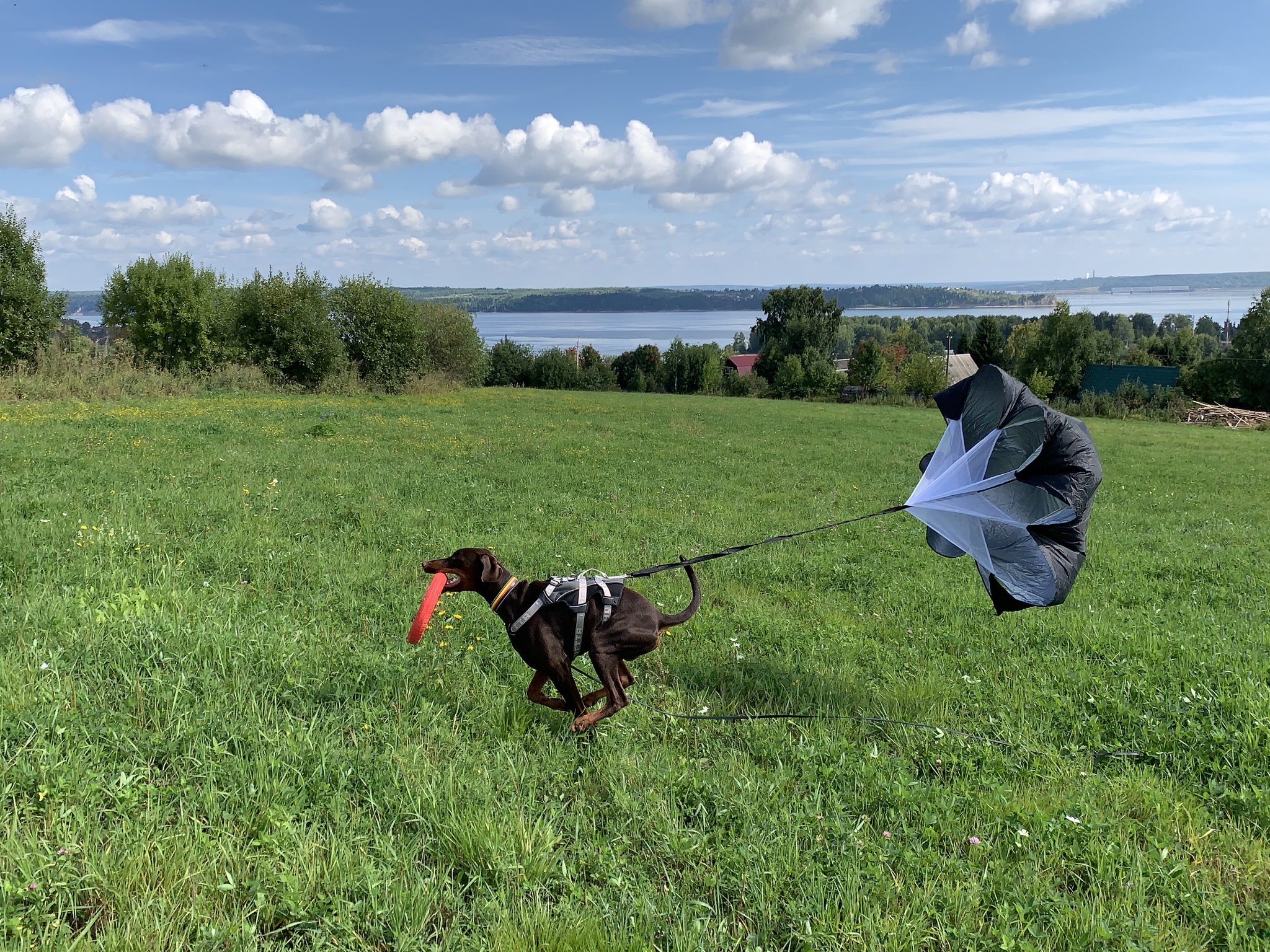 Tygdyk? - My, Dog, Doberman, Brake parachute, Parachute, The photo