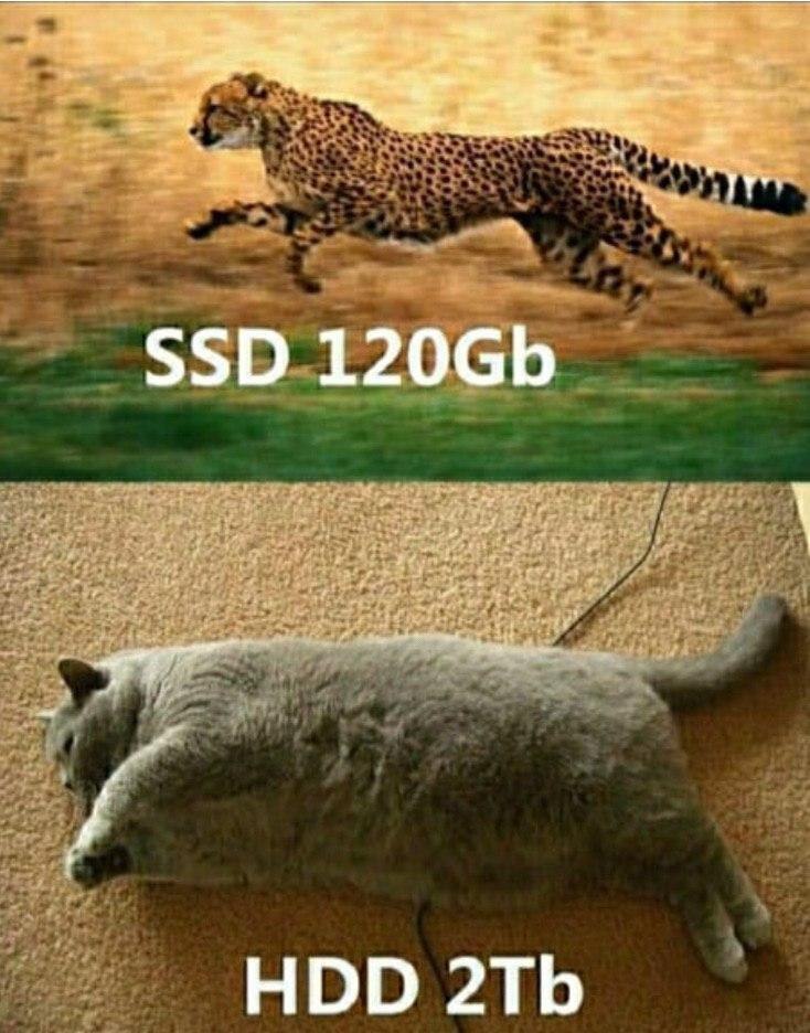 The difference is noticeable - SSD, HDD, Memes, cat