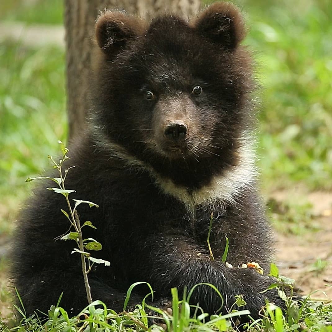 Baby Puzha - The photo, Animals, The Bears, Young, Apples, Longpost, Milota, Teddy bears