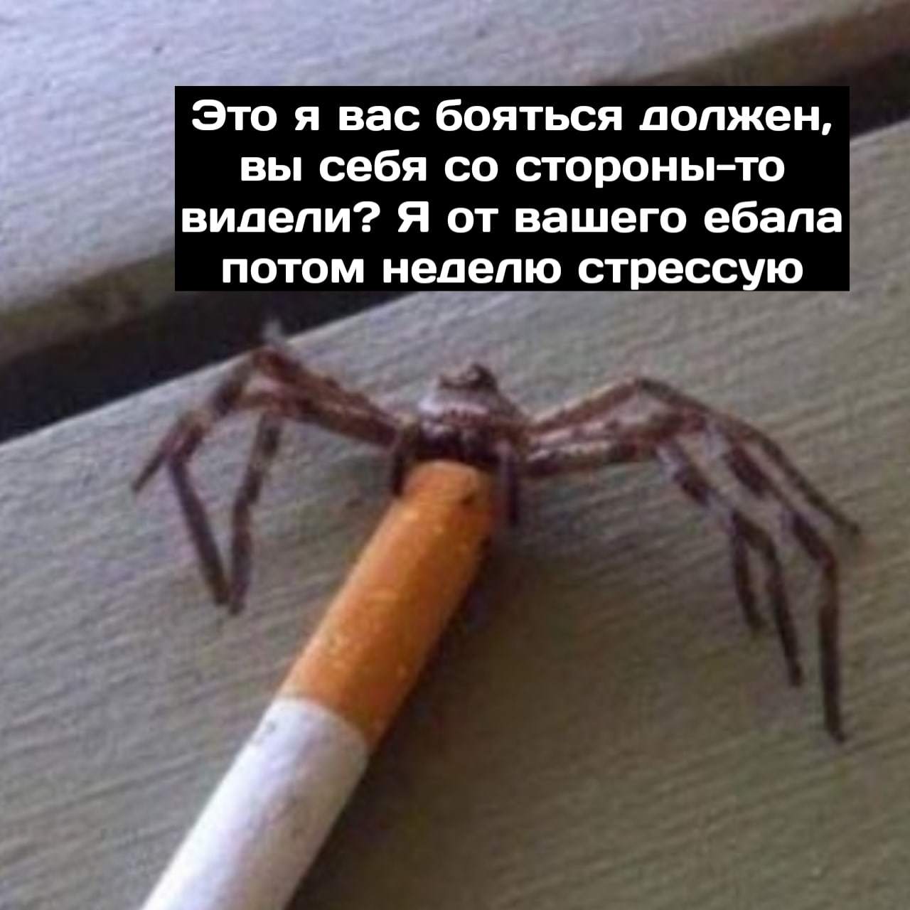 Spider Depression - Spider, Cigarettes, Depression, Arachnophobia, Longpost, Mat, Picture with text