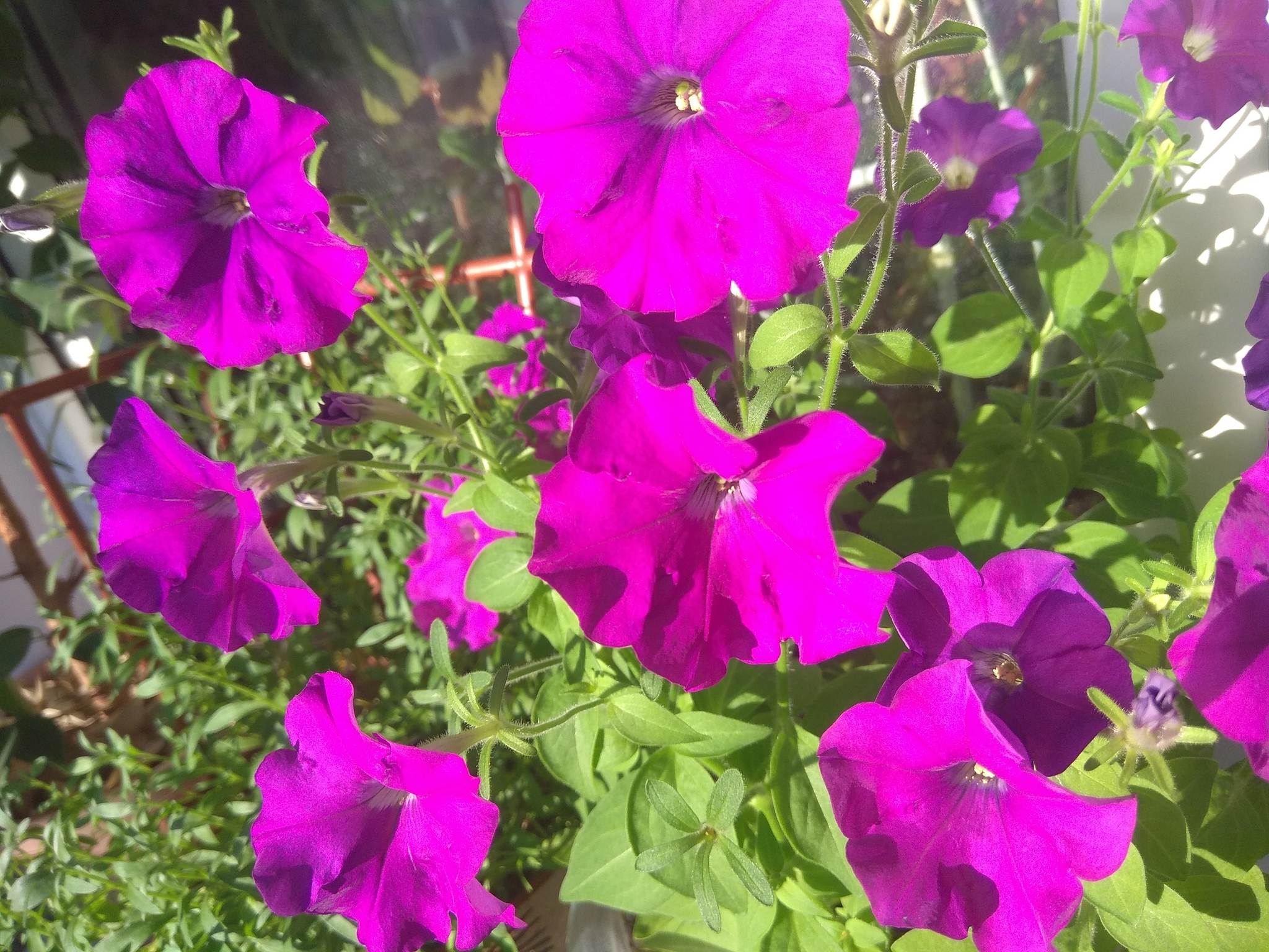 Petunias - Petunia, Flowers, beauty, Houseplants, The photo, Longpost