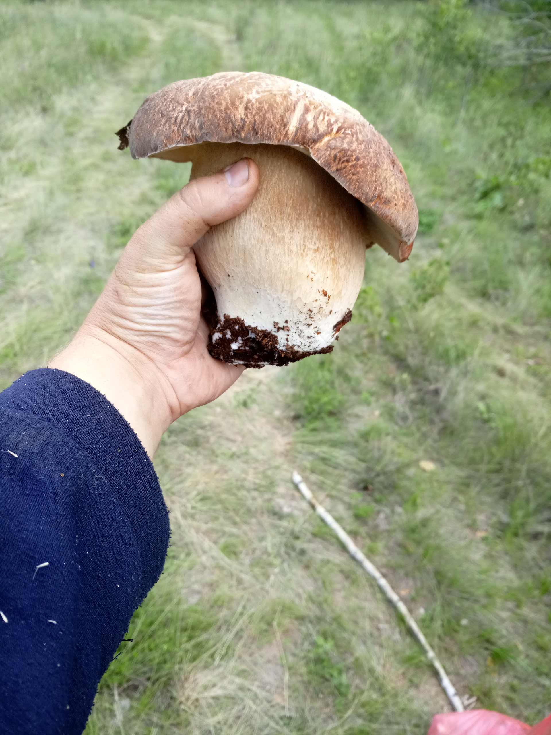 King of Mushrooms v2.0 - My, Silent hunt, Mushrooms, Forest, Mutant, Nature, Kitchen, Food, Longpost