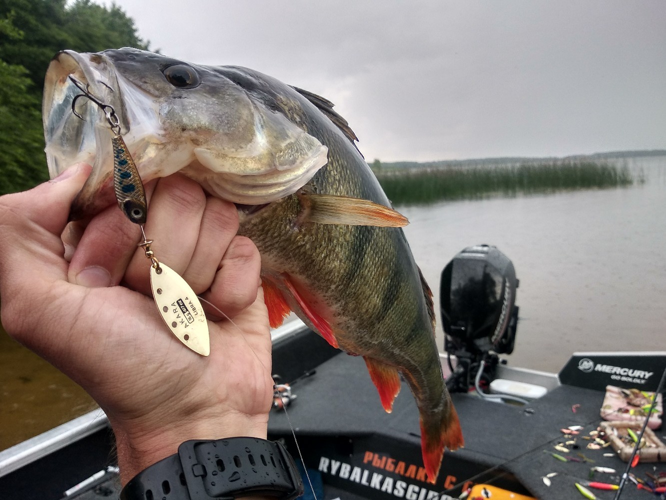 Catching trophy bass with poppers - My, Fishing, Wobbler, Popper, Perch, Republic of Belarus, Video, Longpost