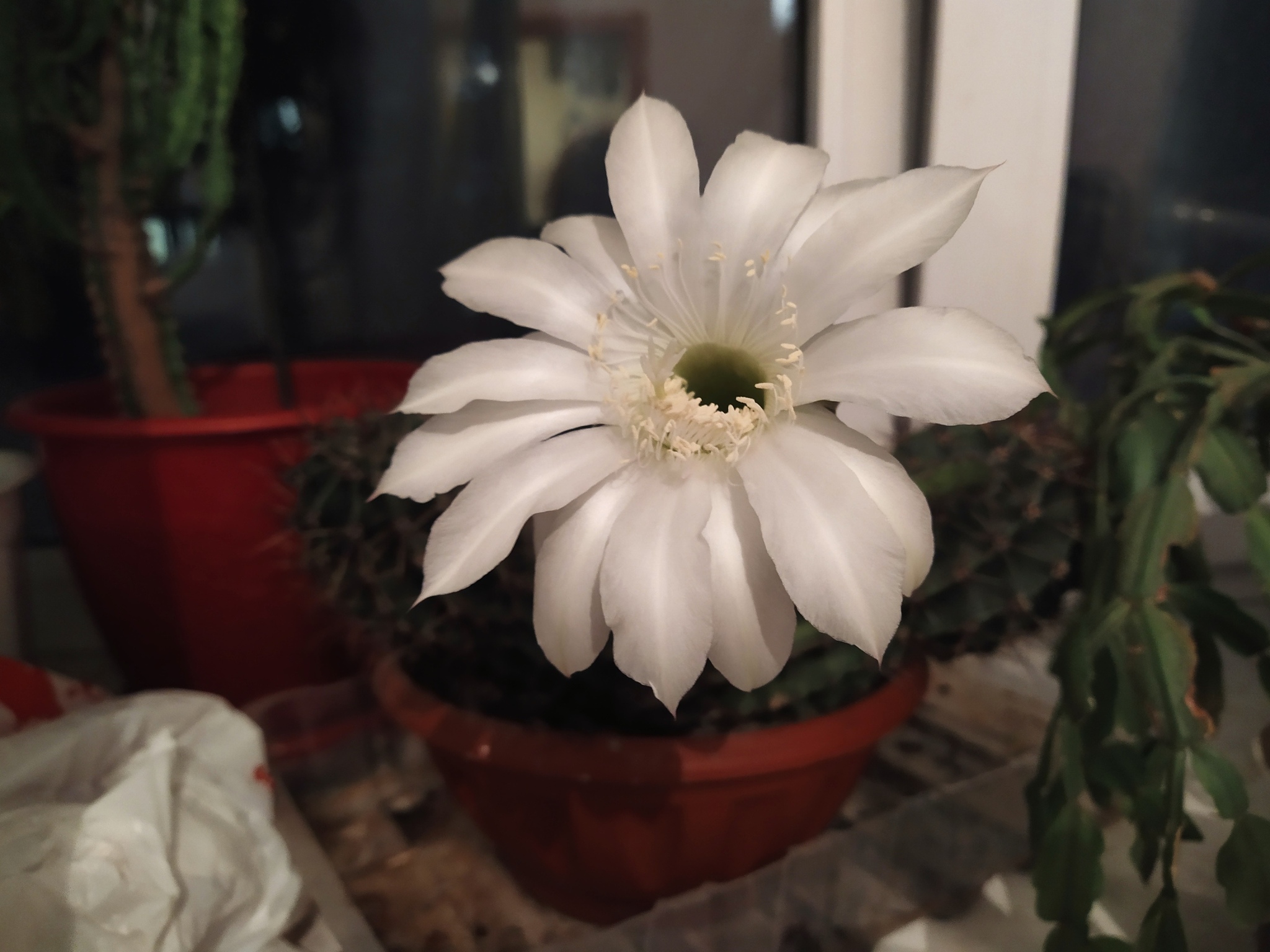 Cactus blossom - My, Flowers, Blooming cacti, Longpost, Cactus