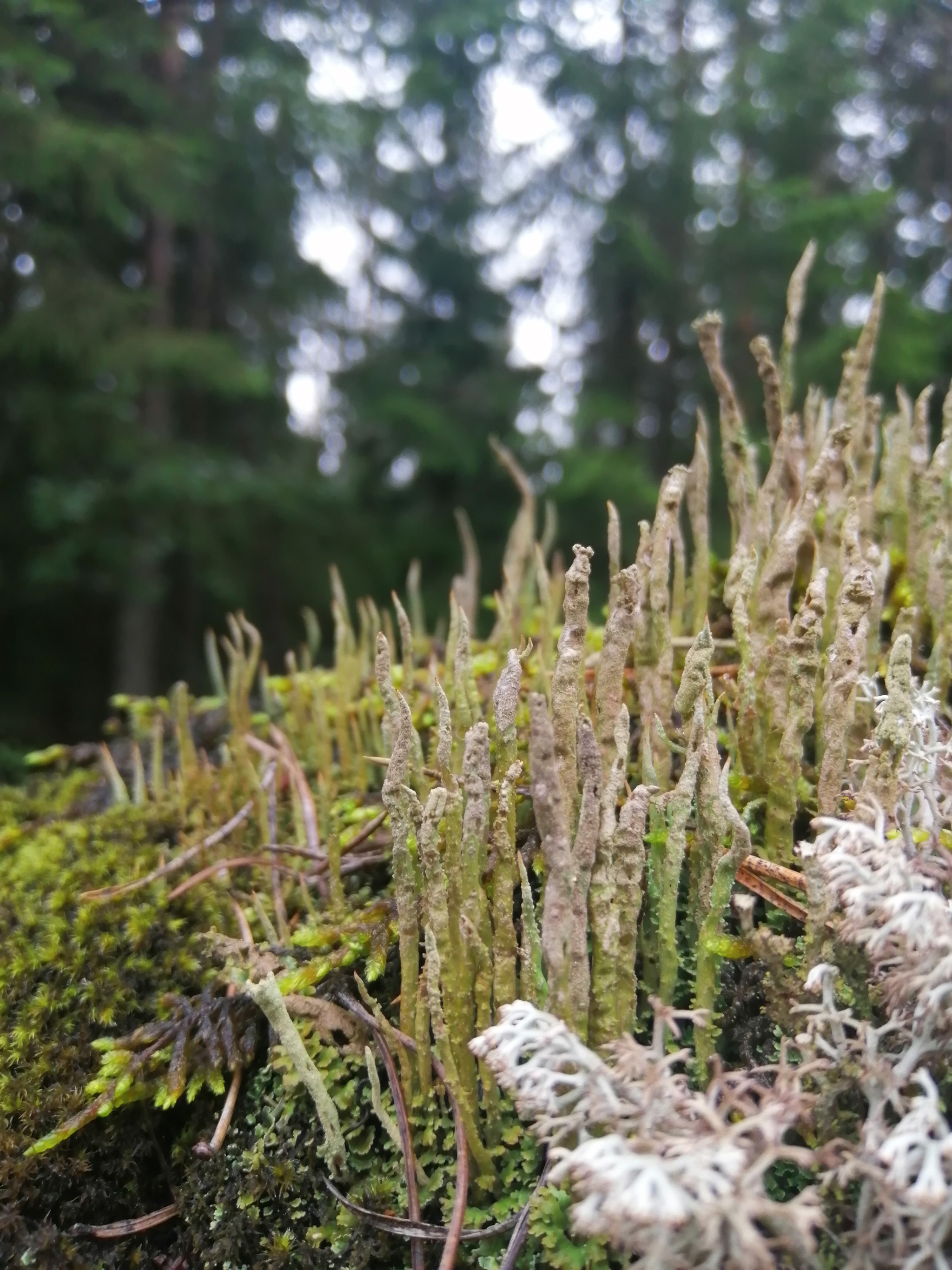 Karelia - My, Карелия, Moss, Macrocosm, Macro photography, Lichen, Longpost