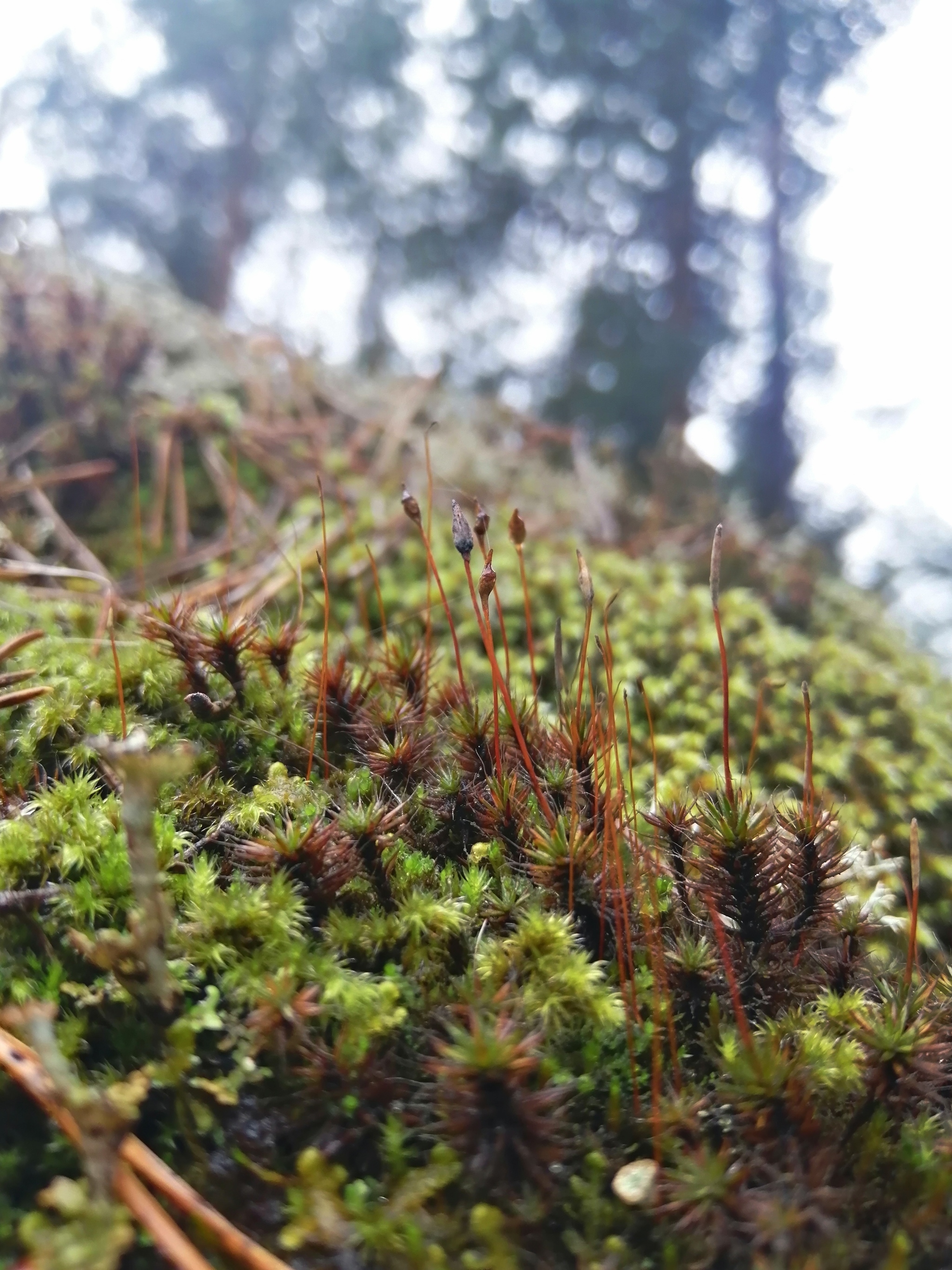 Karelia - My, Карелия, Moss, Macrocosm, Macro photography, Lichen, Longpost