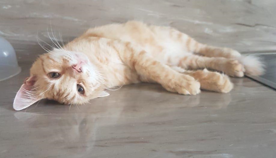 Garfield the cat. Looking for a kind and responsible owner - My, Animal Rescue, cat, Longpost, Krasnodar, Краснодарский Край, Rostov-on-Don, In good hands, No rating, Redheads