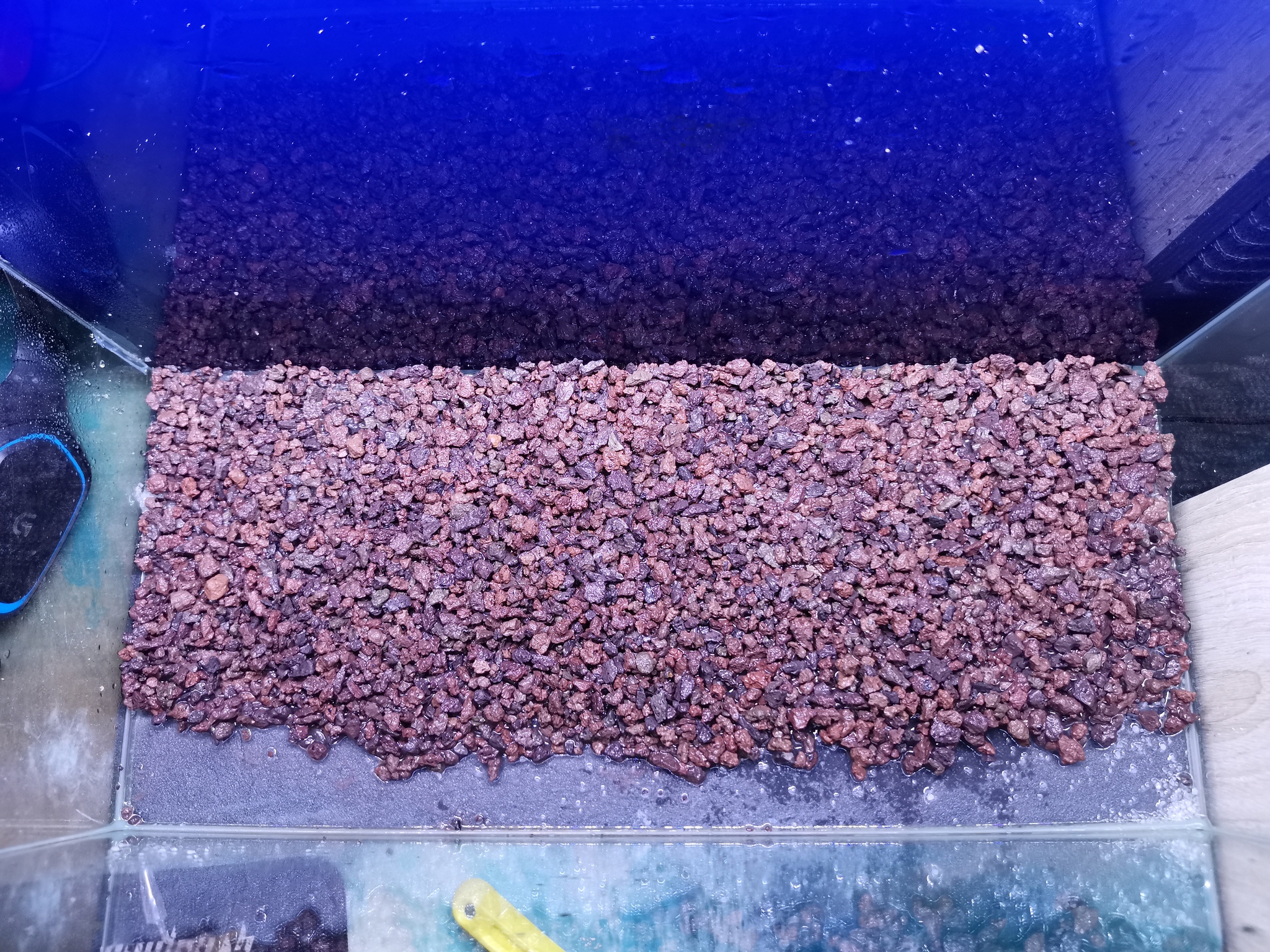 My experience as an aquarist continued part 8 - My, Aquarium, Новичок, Aquarium, Aquarium plants, Shrimps, Longpost