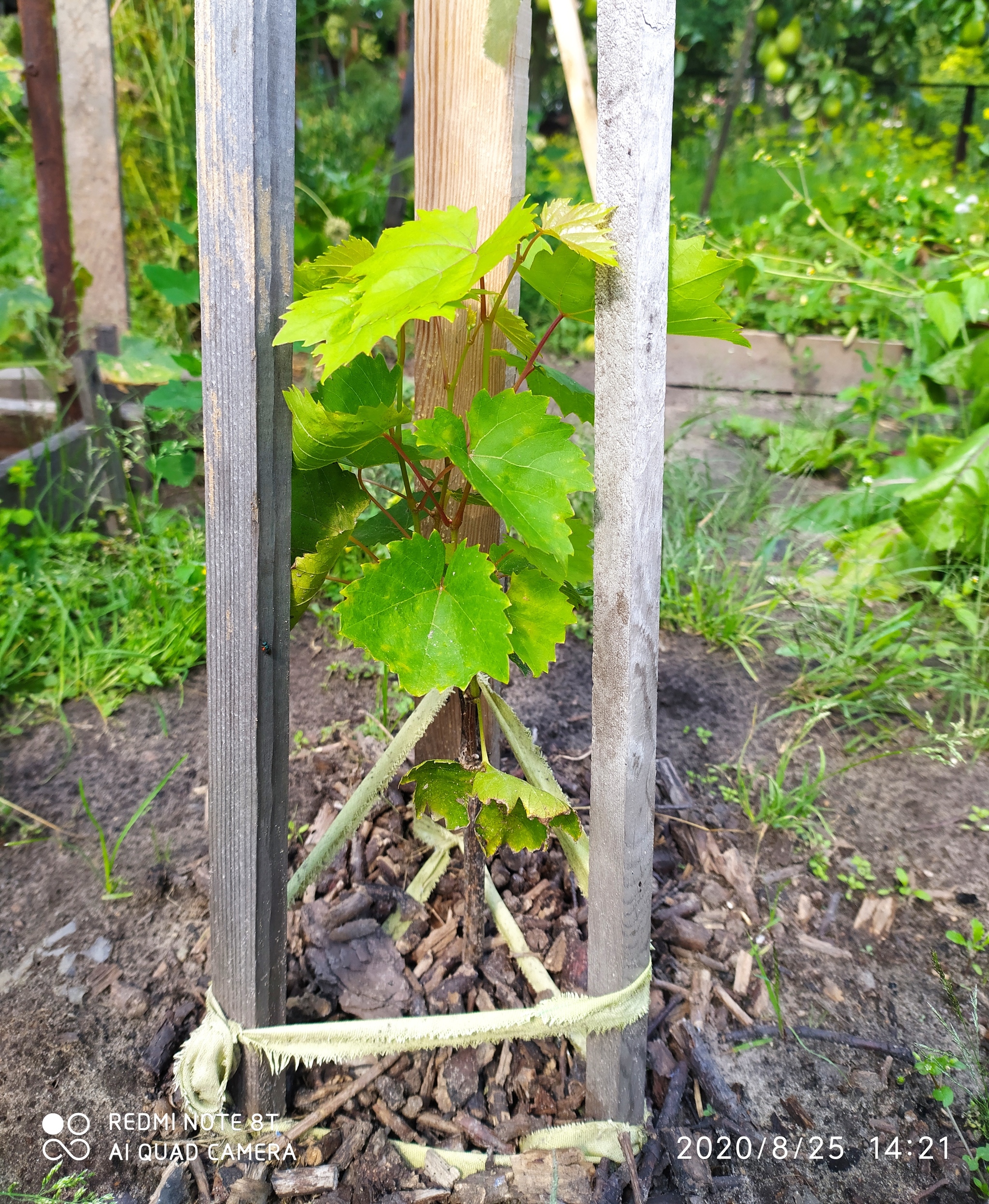 Grape - My, Grape, Gardening, Longpost