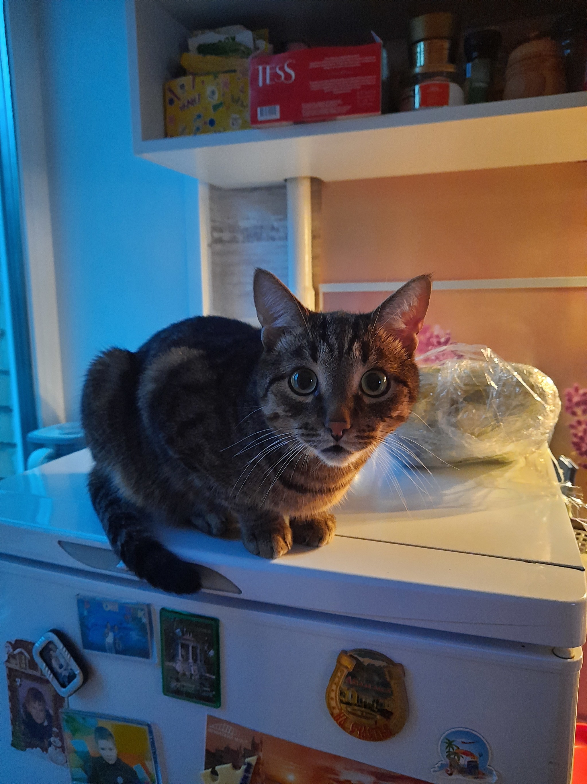 What are we having for breakfast? - My, Pets, cat