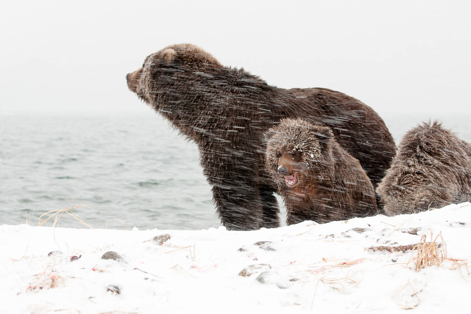 That case when work is life!... - The Bears, Brown bears, Wild animals, Kamchatka, Kuril lake, Reserves and sanctuaries, Vocation, Работа мечты, Longpost