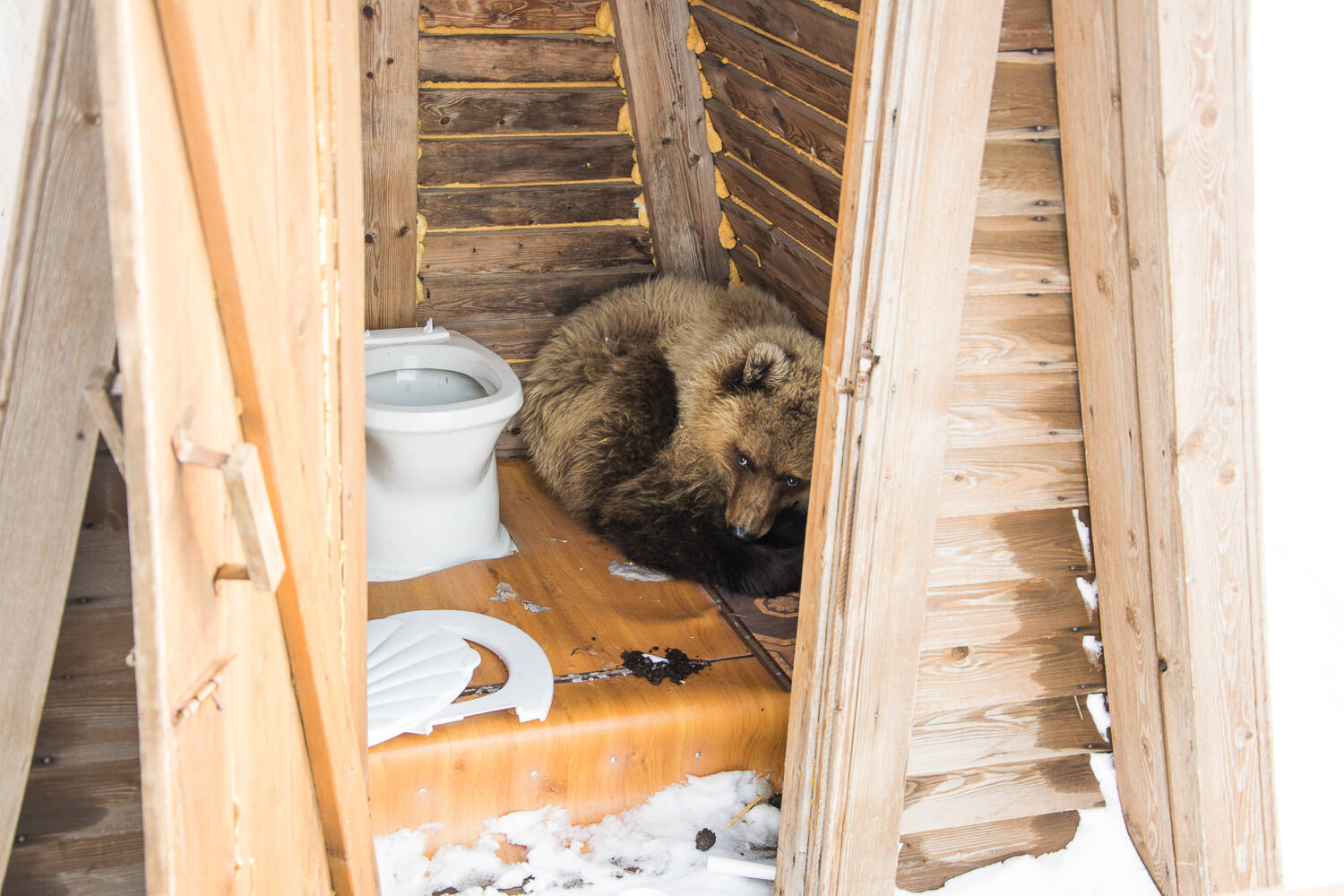 That case when work is life!... - The Bears, Brown bears, Wild animals, Kamchatka, Kuril lake, Reserves and sanctuaries, Vocation, Работа мечты, Longpost