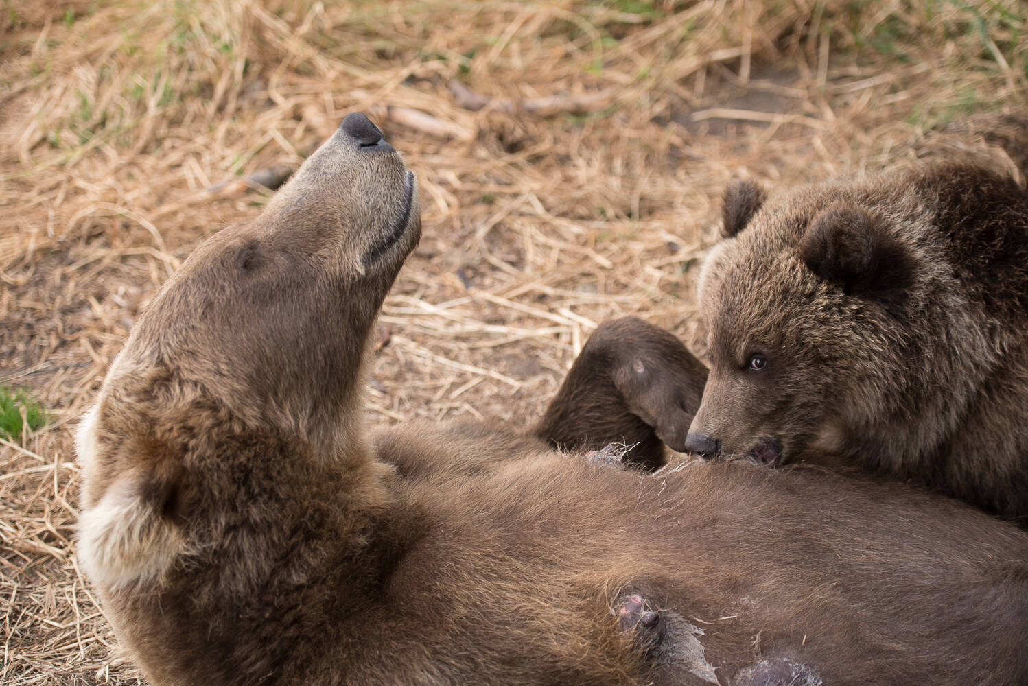 That case when work is life!... - The Bears, Brown bears, Wild animals, Kamchatka, Kuril lake, Reserves and sanctuaries, Vocation, Работа мечты, Longpost