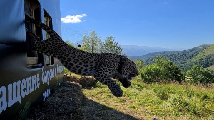 Leopards return to the Caucasus - Snow Leopard, Caucasus, Big cats, Leopard, Russia, Animals, North Ossetia Alania, Video, Longpost, news