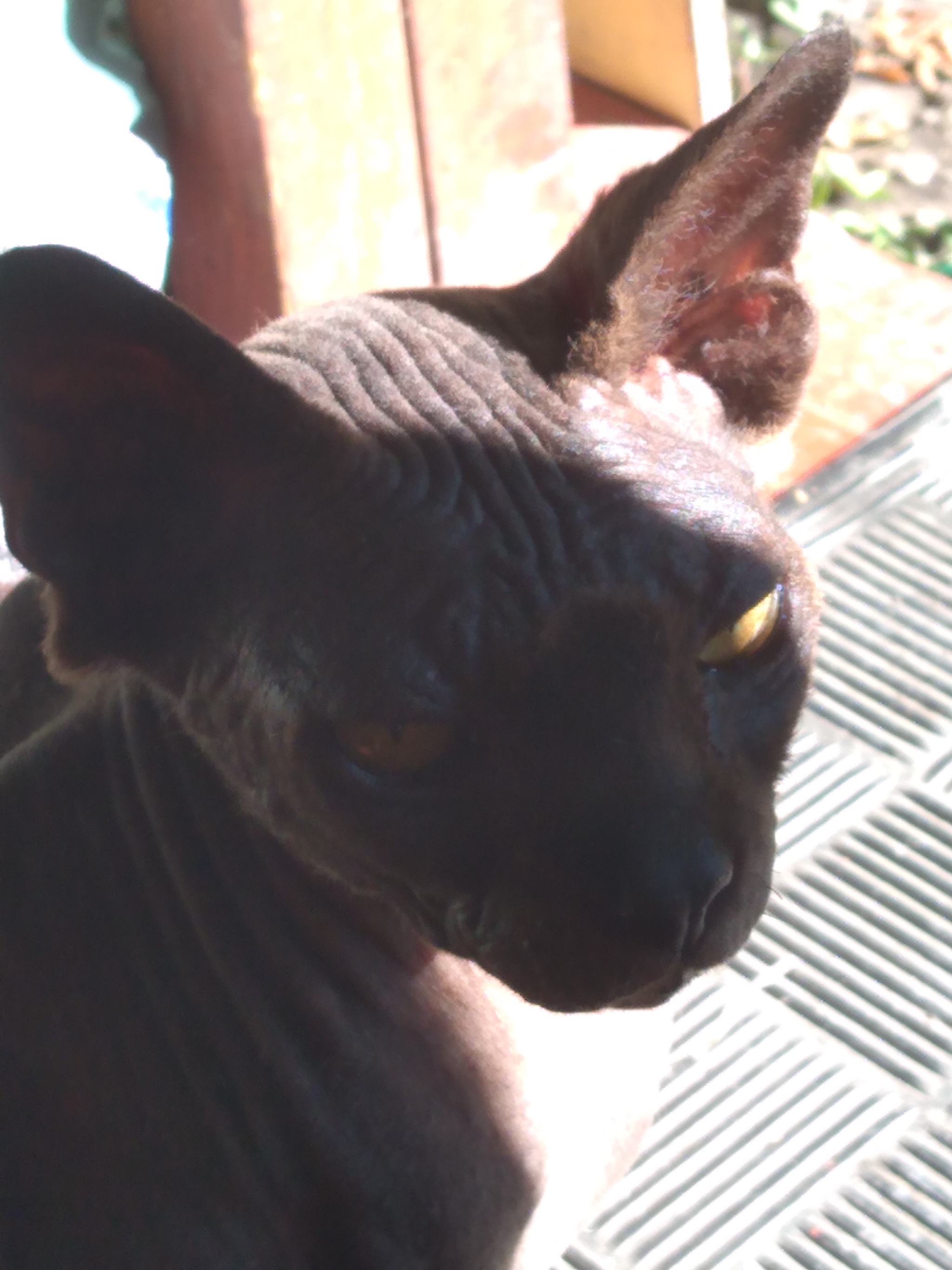 Who needs a Sphynx cat? Saratov - My, cat, Homeless animals, Longpost, Sphinx, In good hands, No rating, Saratov