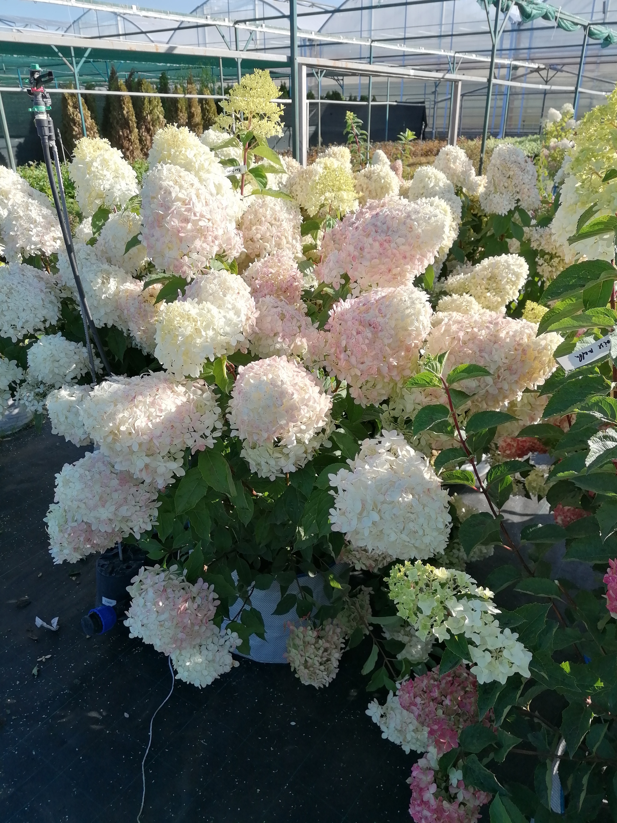 Hortense, Queen of Indian Summer - My, The photo, Bush, Flowers, Longpost