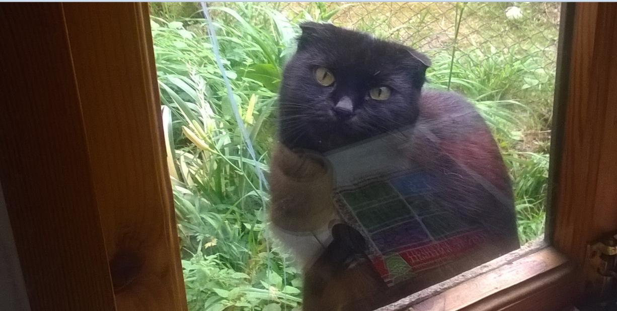 Observation post outside the kitchen window - My, Kysonka, Sight, cat