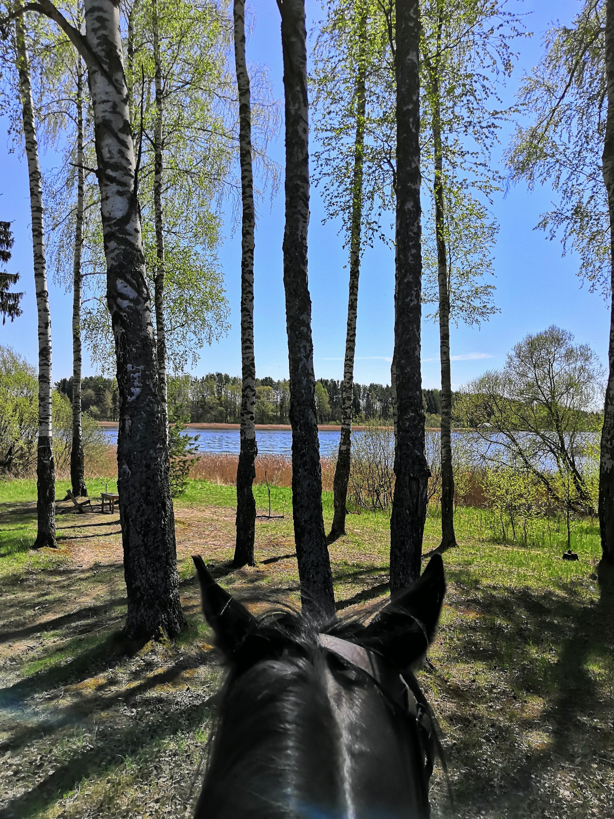 Work is like life - My, Work, Horses