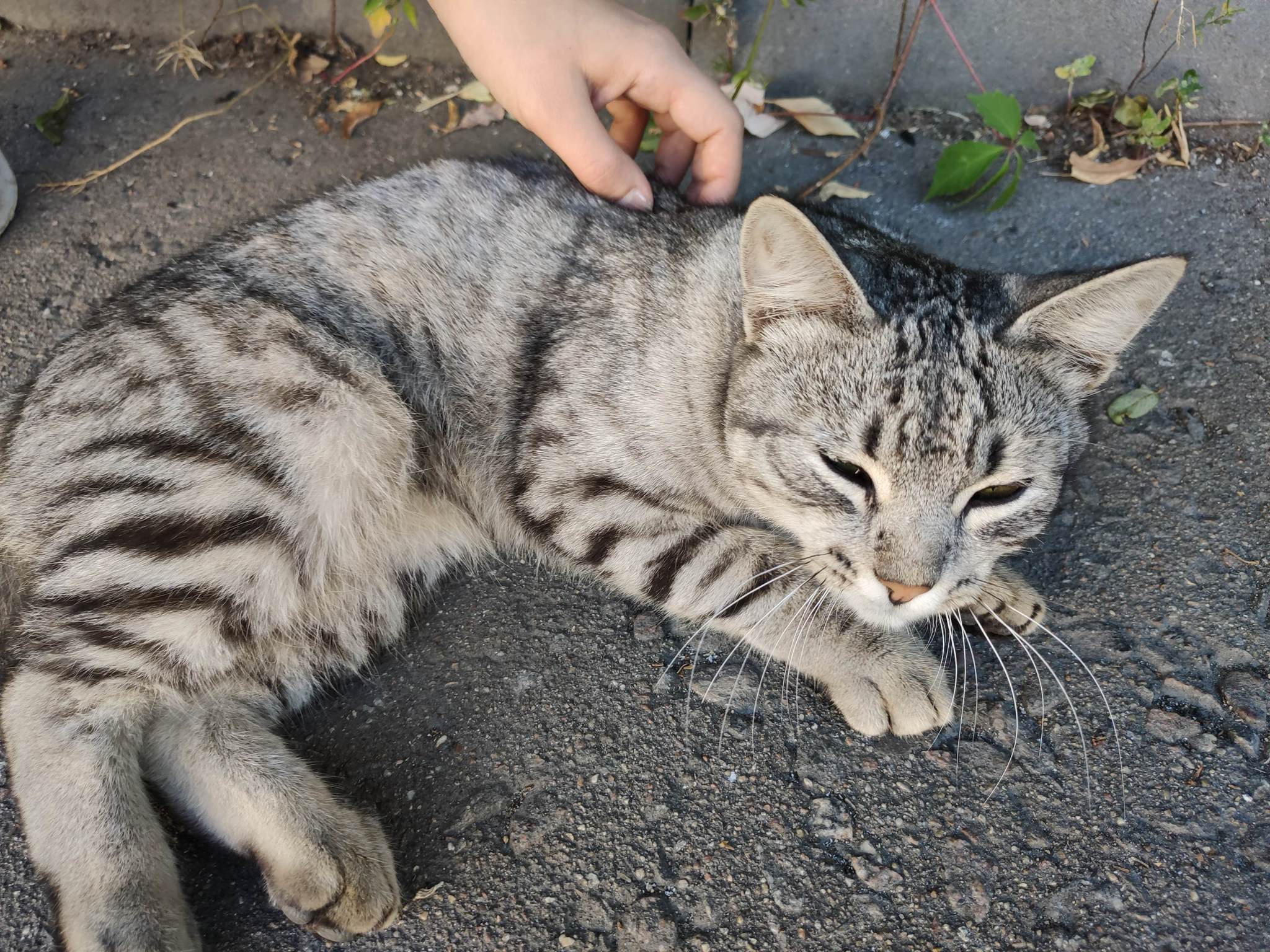 Please help me find the owner of two cats - My, Volunteering, Homeless animals, Master, Longpost, Moscow, In good hands, No rating, cat