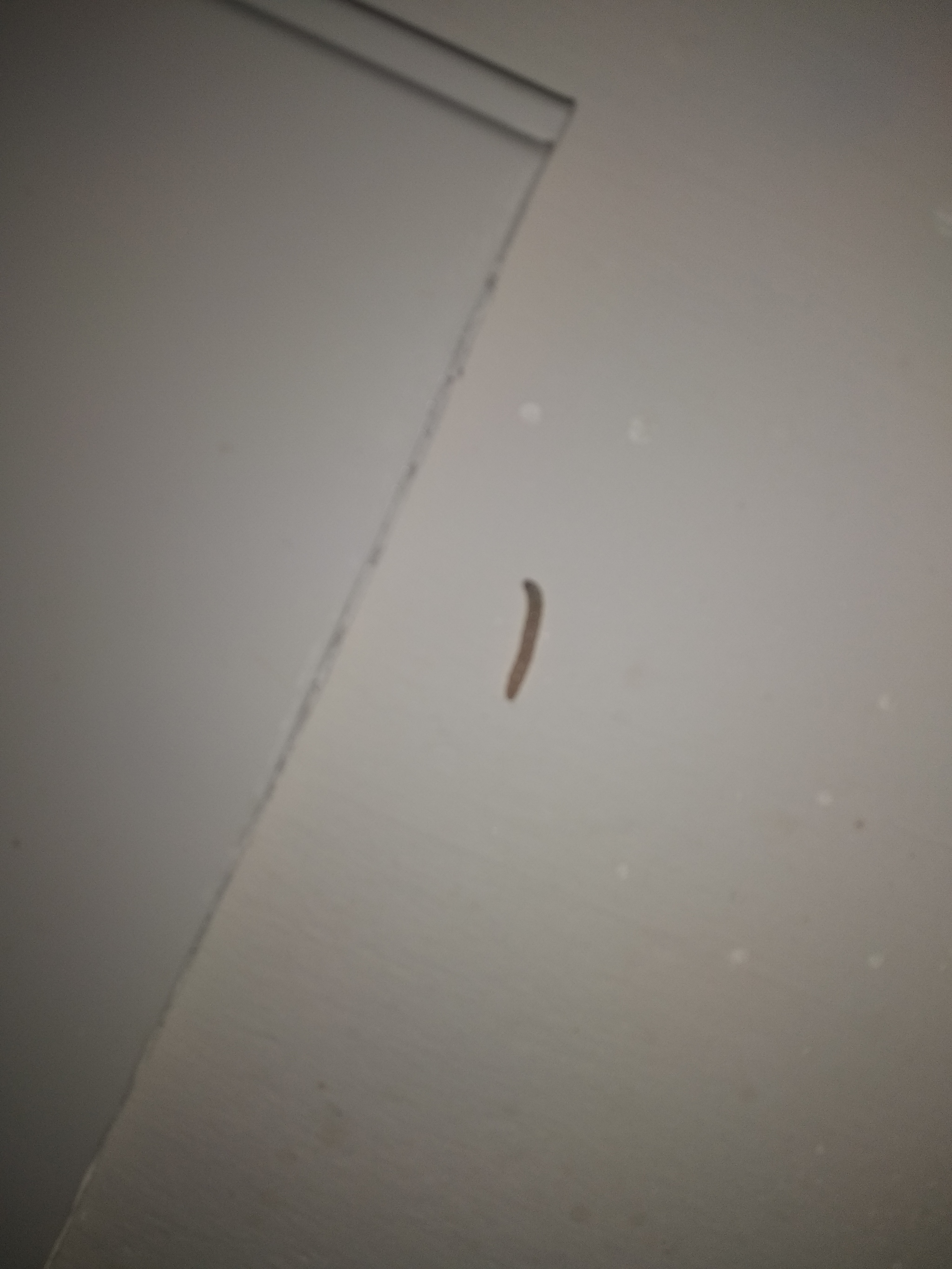 I found this nasty thing on the ceiling. What is this? - Animals, Caterpillar