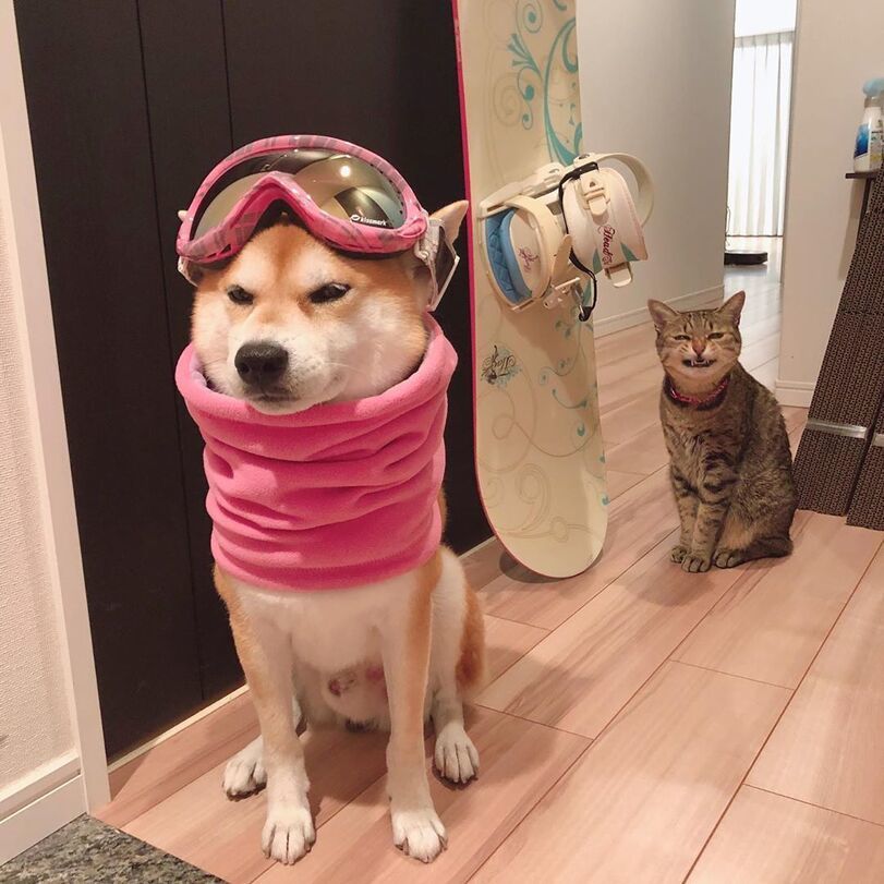 Beginner snowboarder - cat, Shiba Inu, Dog, Snowboard, Gloat