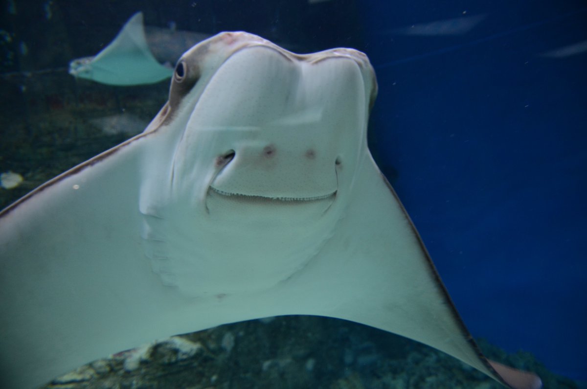 Detailed details about stingrays: teeth, skeleton, poison, reproduction - My, Penza Oceanarium, Penza, A fish, Stingray, Facts, Animals, Oceanarium, Longpost, Stingray