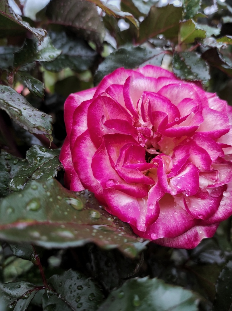 After the rain - My, the Rose, Flowers, Rain, Summer, Samara Region