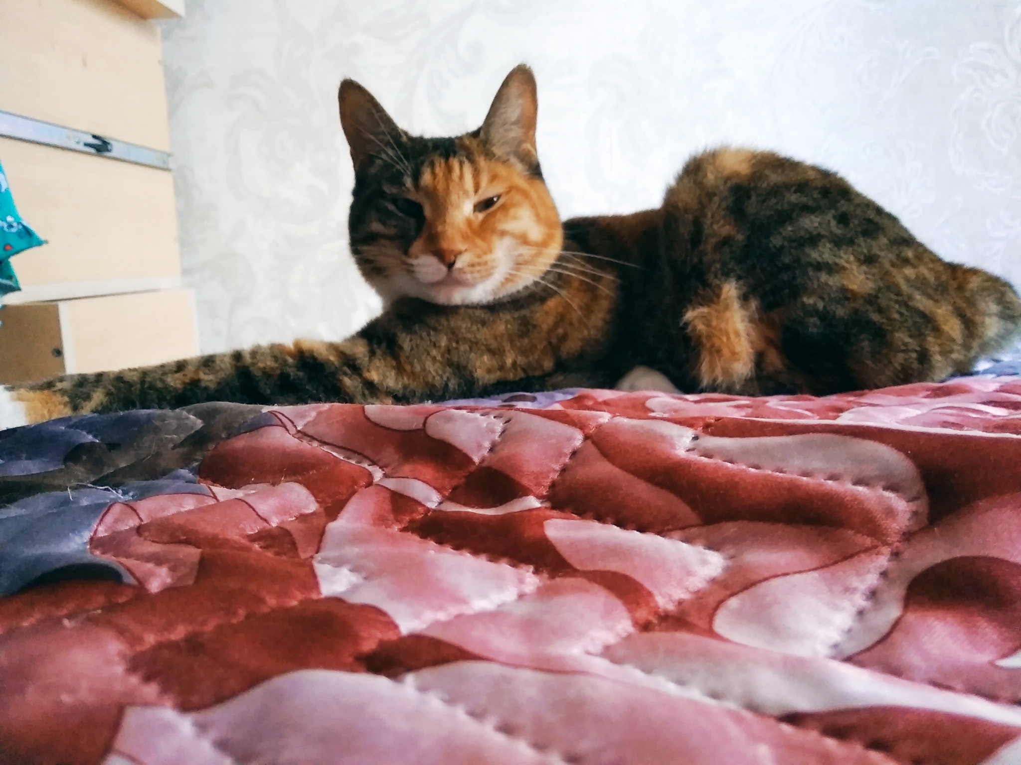 Life is Beautiful) - My, Tricolor cat, Kurilian Bobtail, Pets, cat