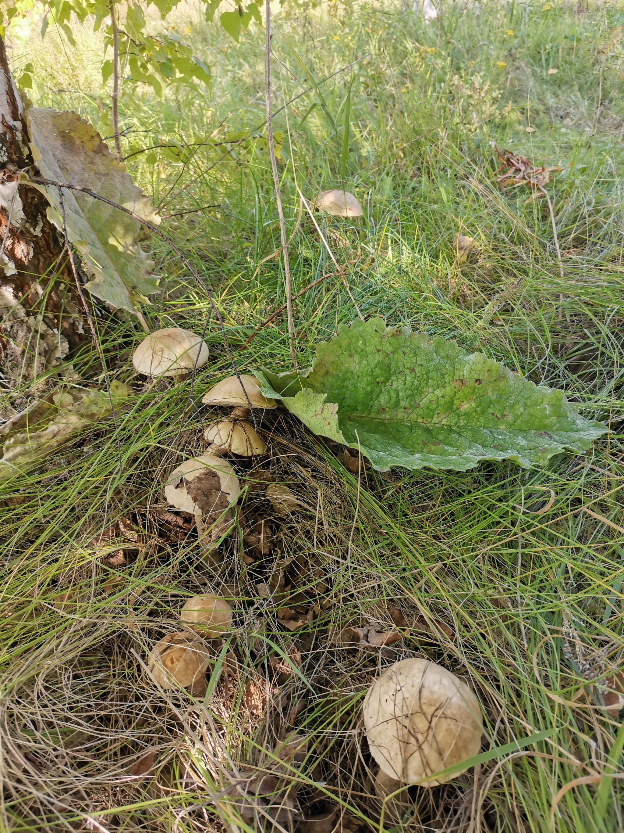 Mushroom Anomaly 2020 - My, Mushrooms, Mushroom pickers, Longpost