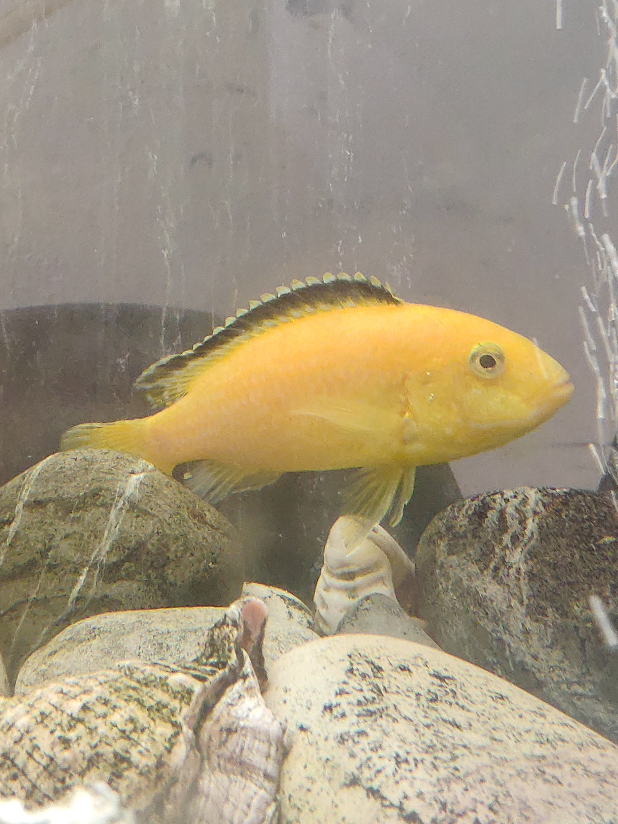 Cichlids - My, Moscow, I will give, Cichlids, Longpost, Is free, In good hands, No rating