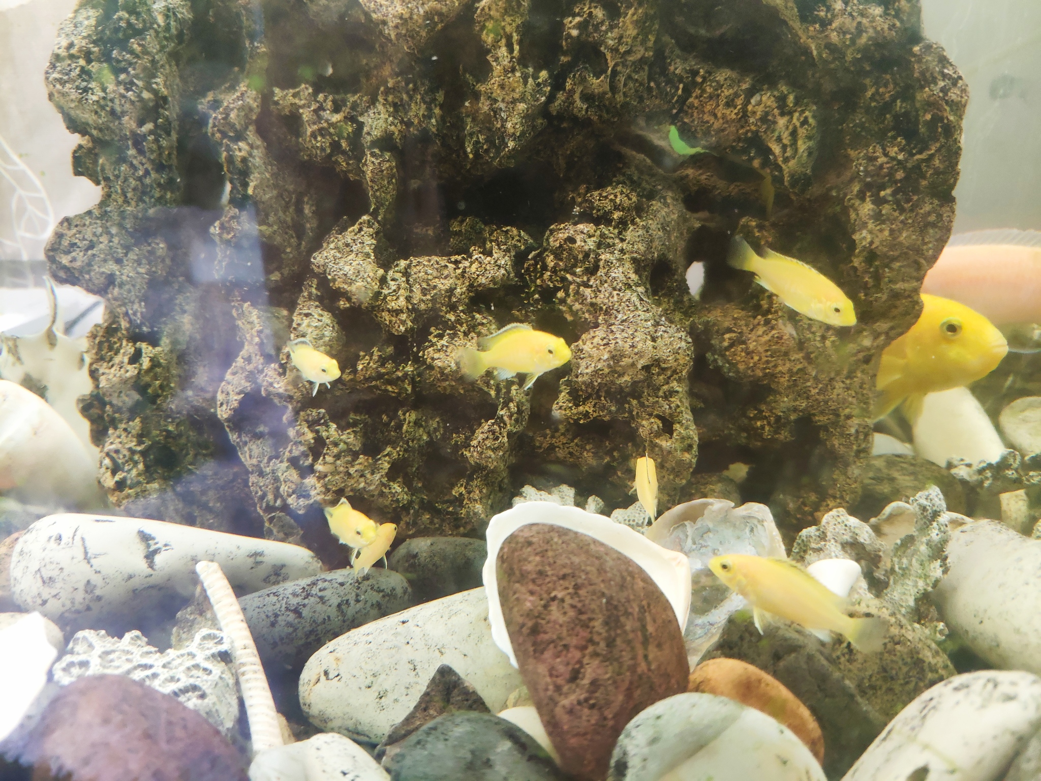 Cichlids - My, Moscow, I will give, Cichlids, Longpost, Is free, In good hands, No rating