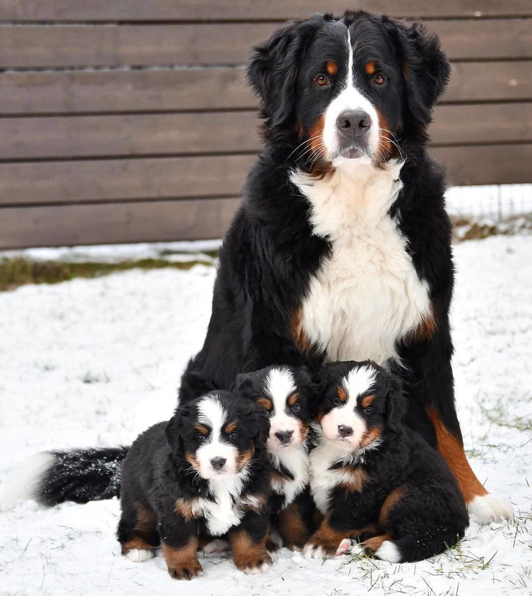 Family photo - Dog, Puppies, Young, Litter, The photo, Family photo, Milota, Bernese mountain dog