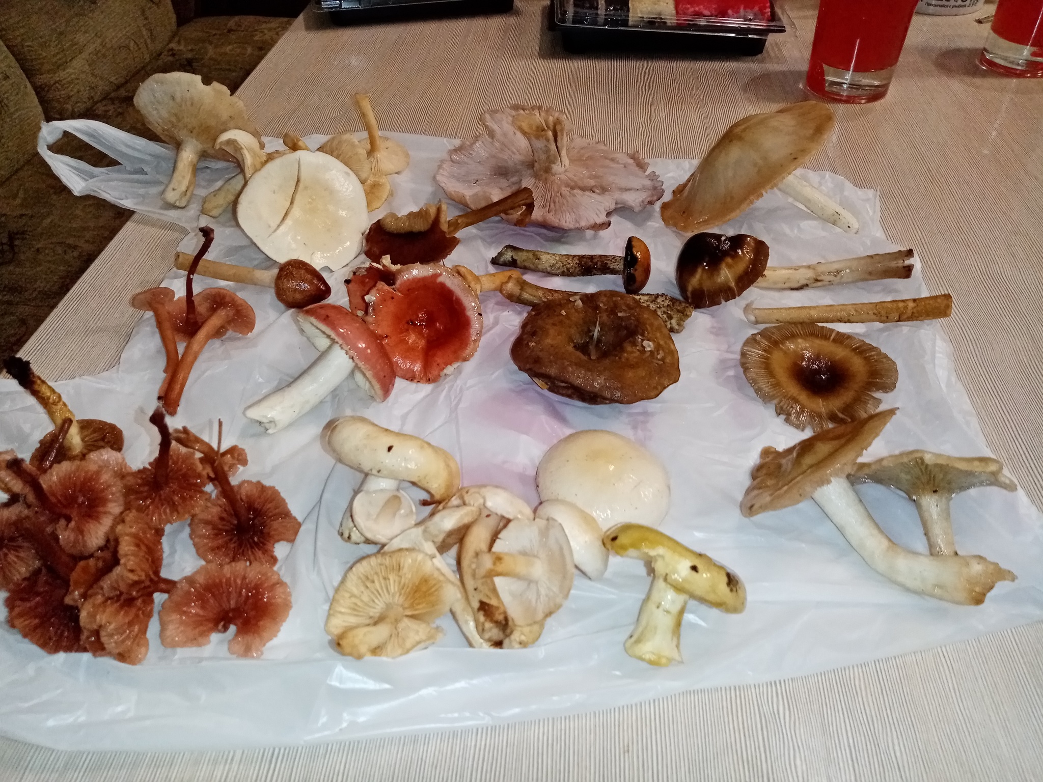 Help is needed - My, No rating, Mushrooms, Help, Longpost