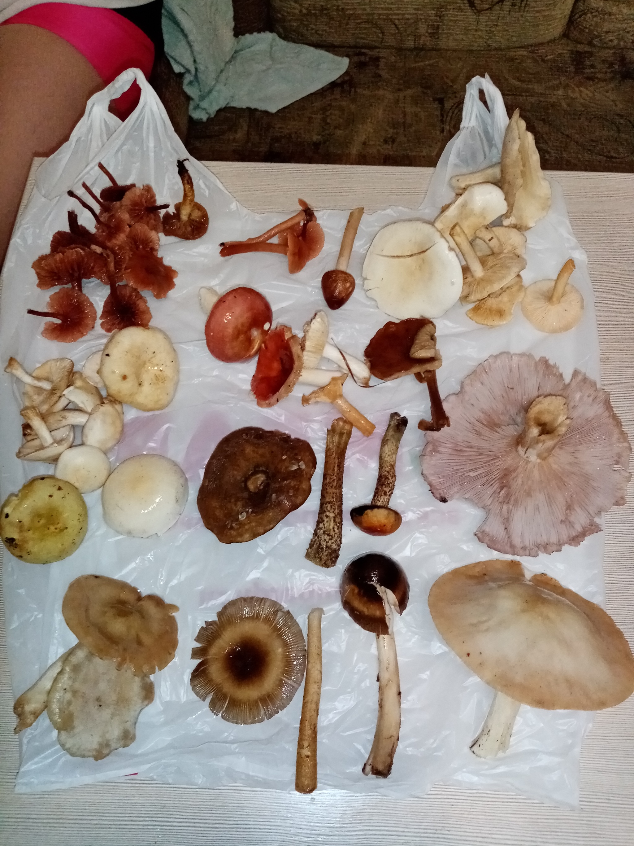 Help is needed - My, No rating, Mushrooms, Help, Longpost