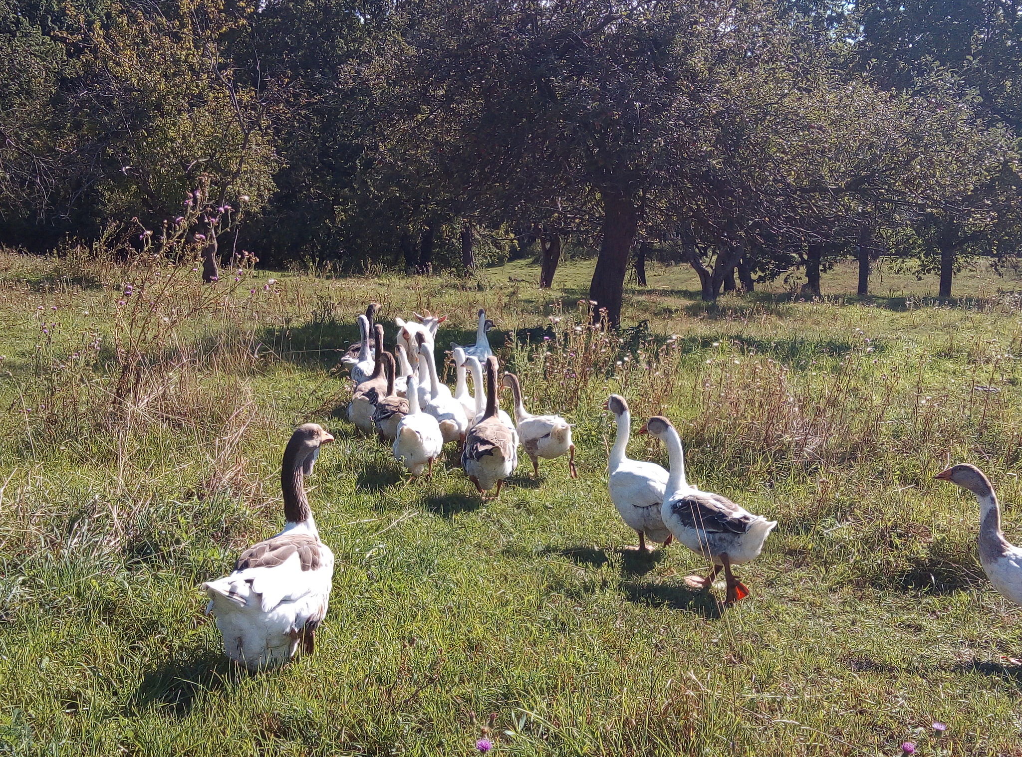 Geese and goat - My, Goat, Гусь, Village, Longpost