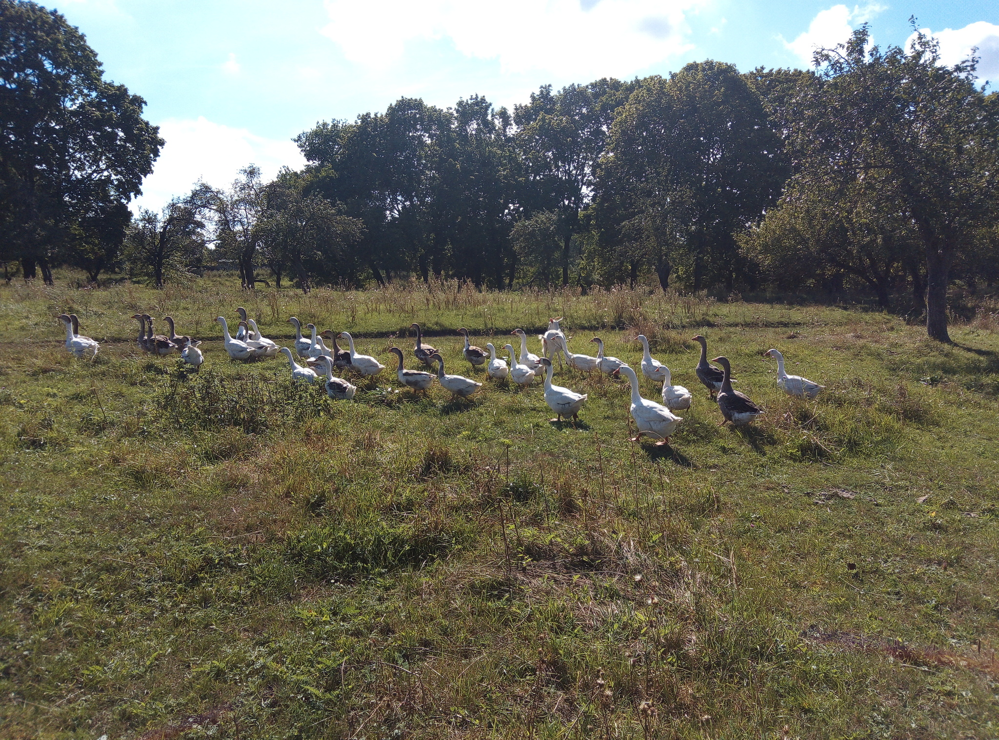 Geese and goat - My, Goat, Гусь, Village, Longpost