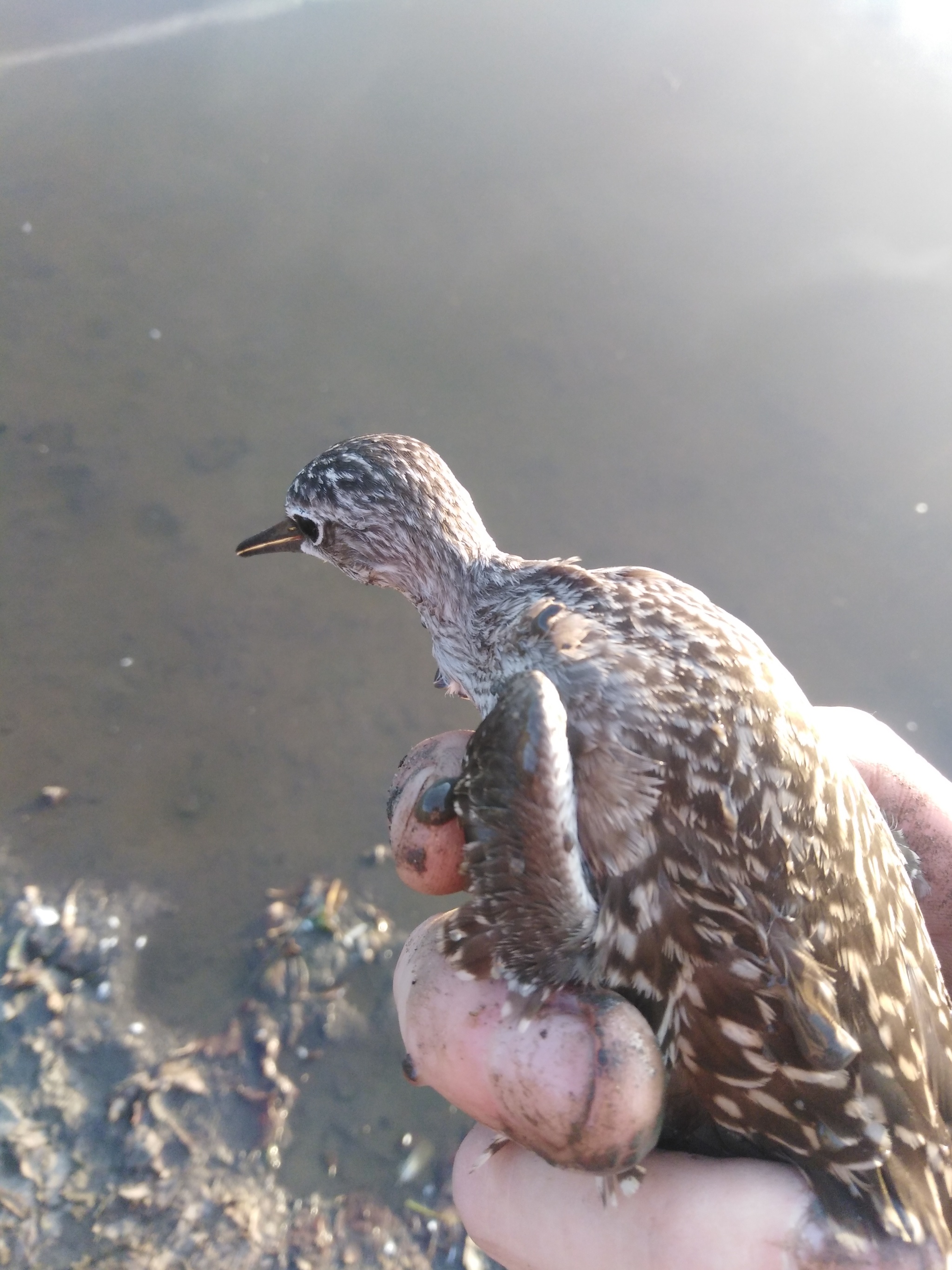 What kind of bird is this? - Birds, Zoology, Longpost