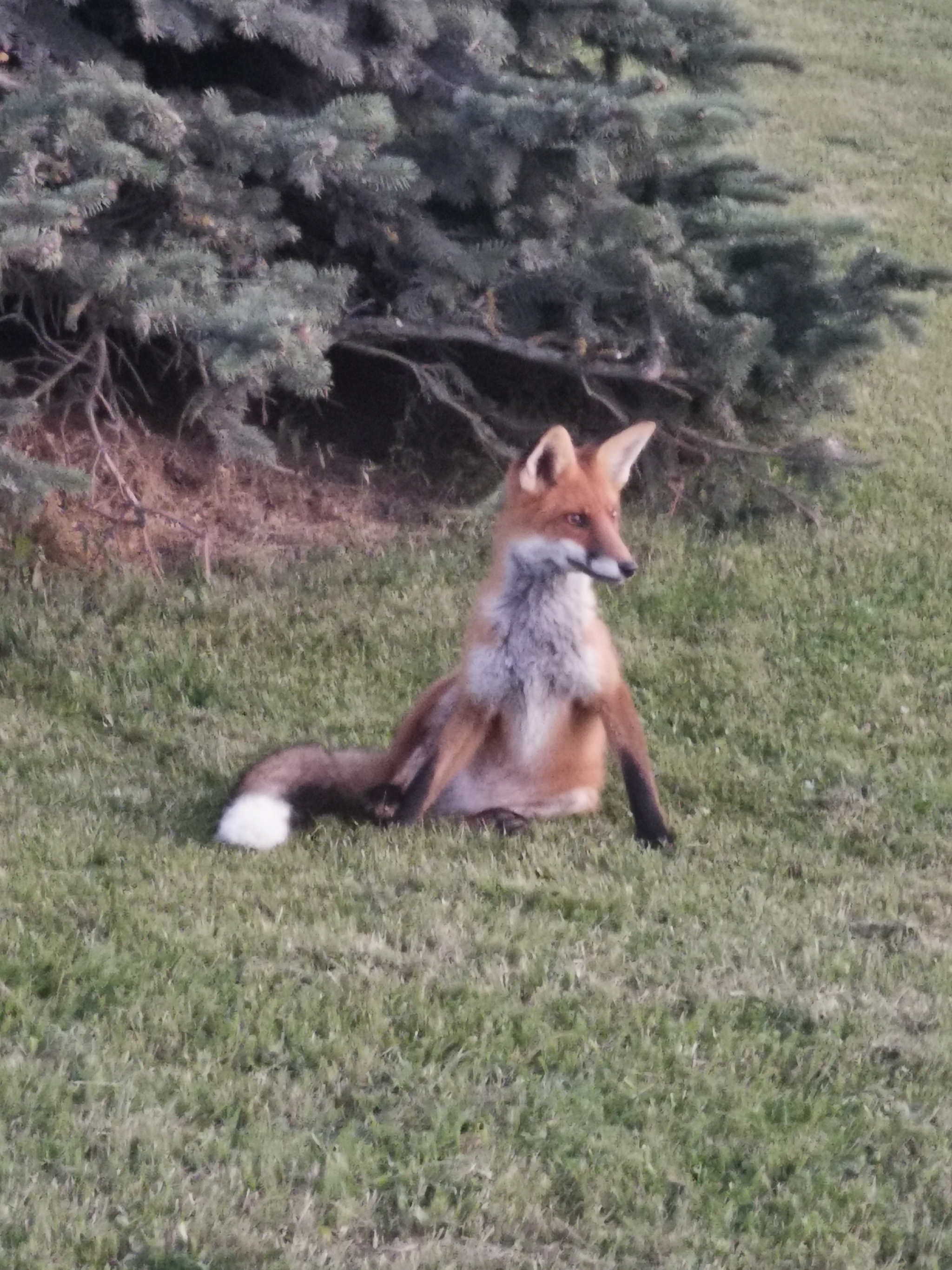 Reply to the post Guests in the backyard - My, Fox, Animals, Wild animals, The photo, Reply to post, Longpost