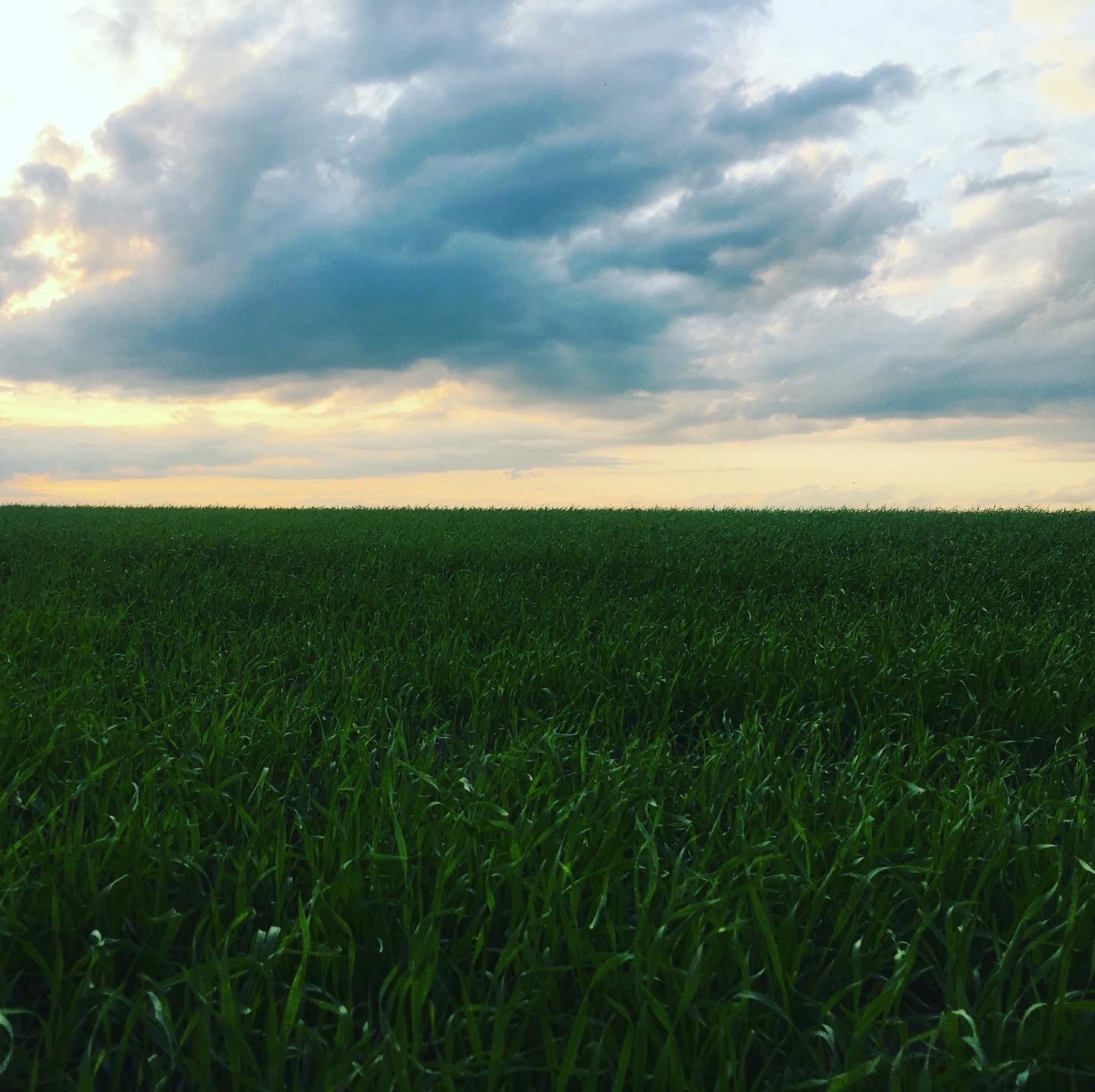 Grass and sky - Sky, Grass, Sunset, Autumn, The photo, September 1, Longpost