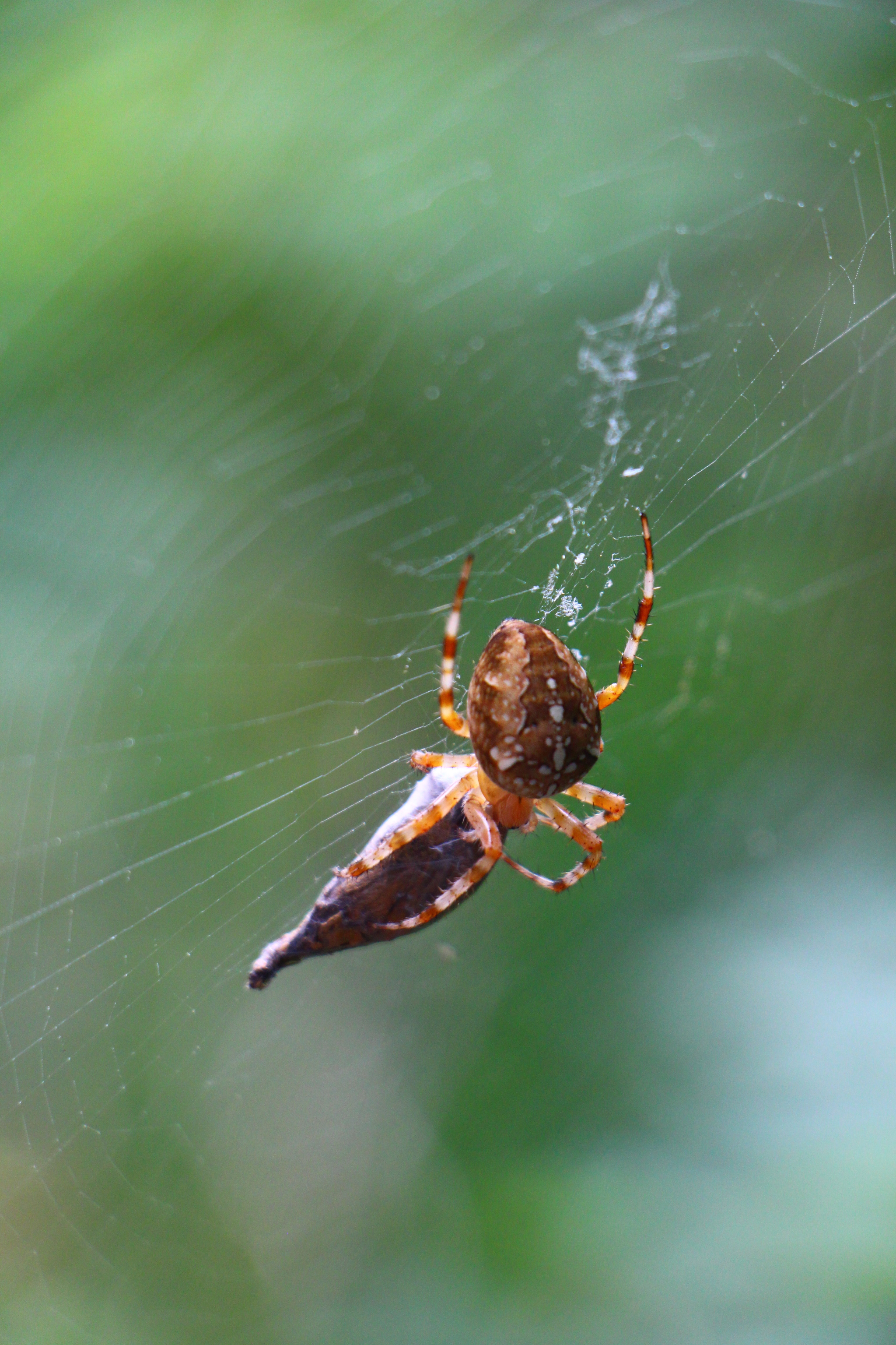 Arachnophobes should not watch or A spider wraps a butterfly in its web - My, Spider, Arachnids, The photo, Beginning photographer, Nature, Arachno, Longpost